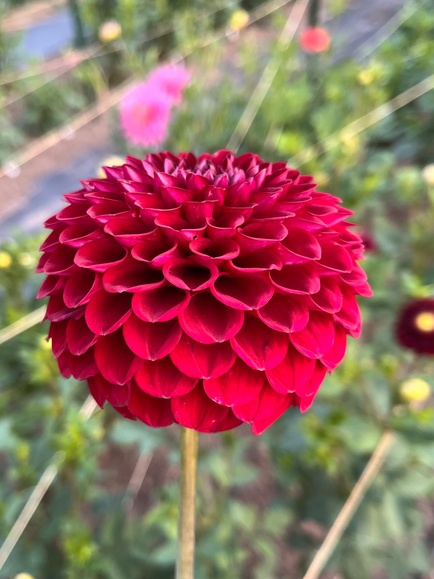 Blyton Red Ace