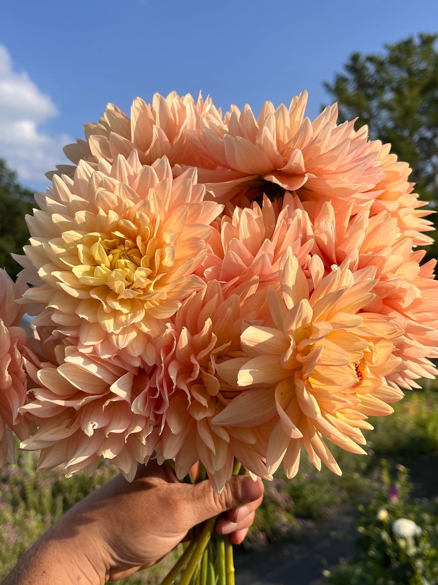 L. Hazy Rooted Cutting