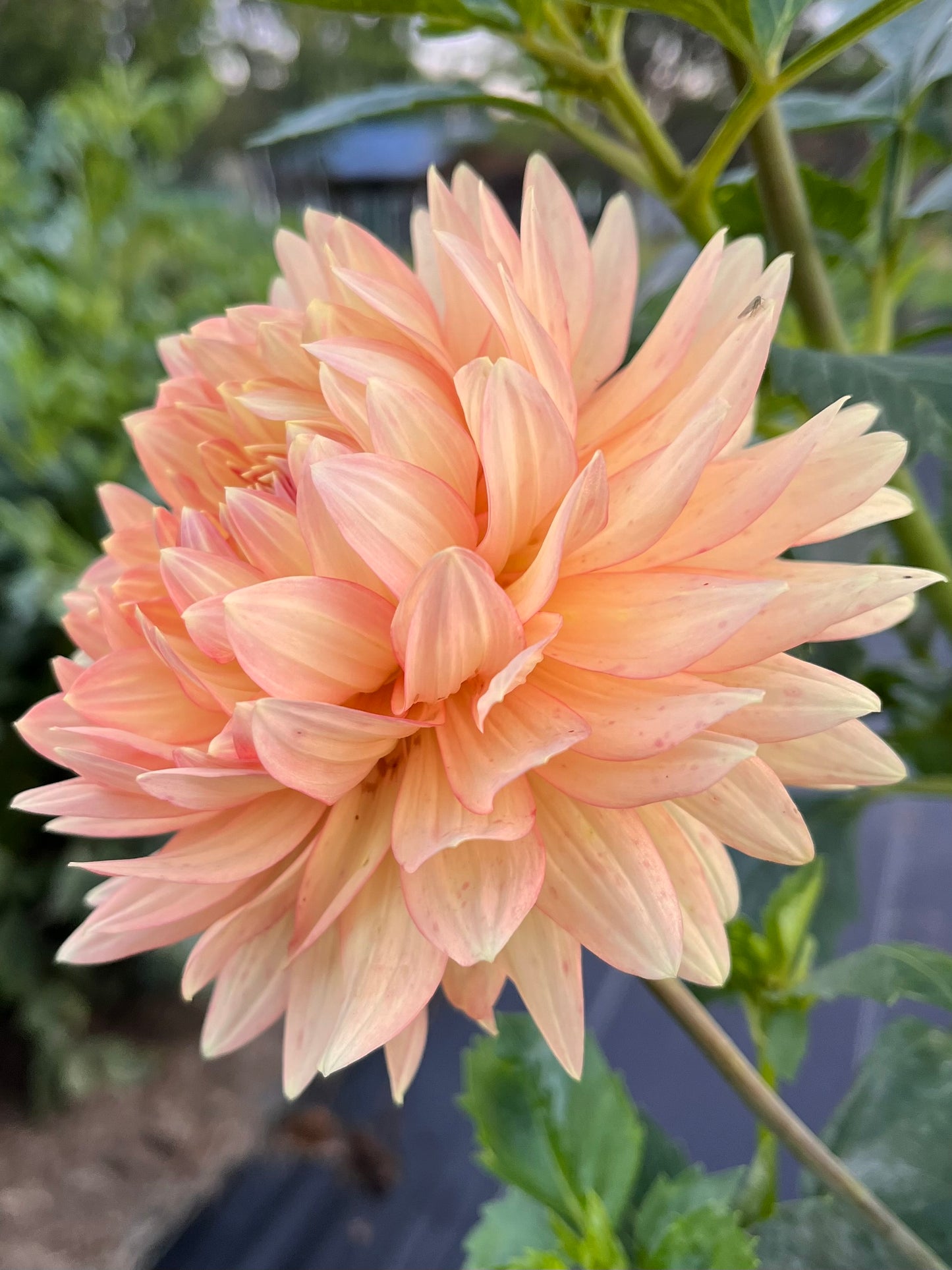 L. Hazy Rooted Cutting