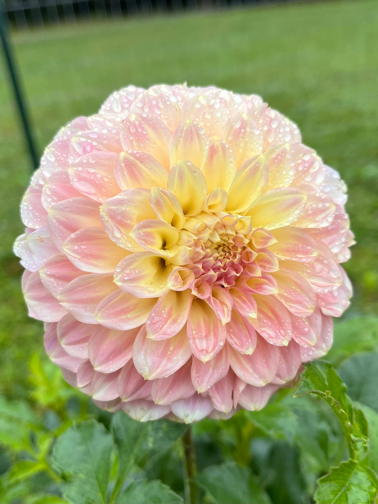 Coorabell Astrid Rooted Cutting
