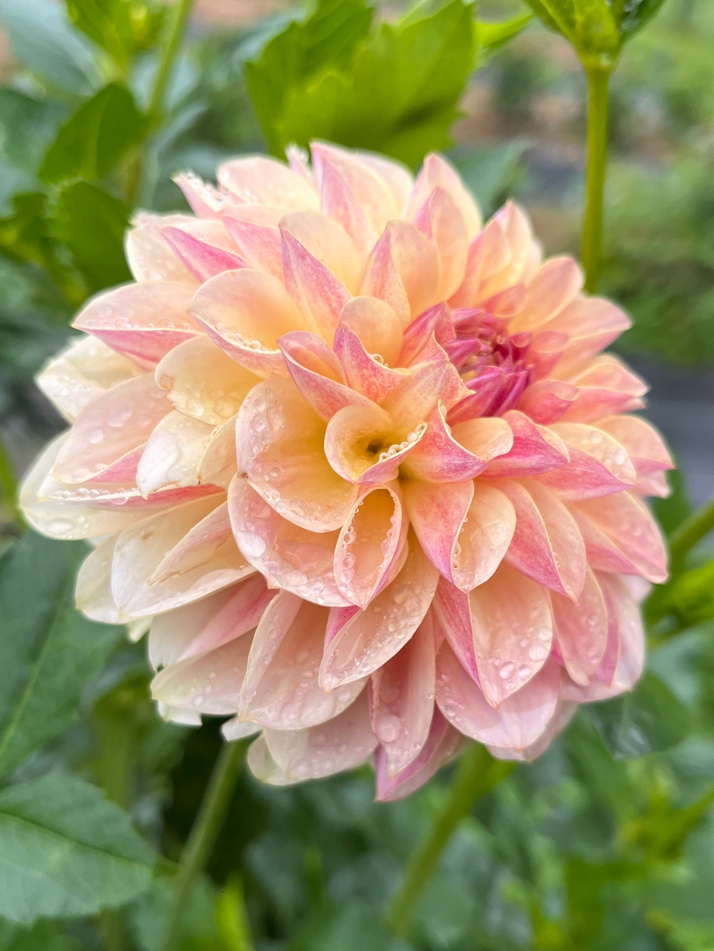 LTF Lemon Blush cutting