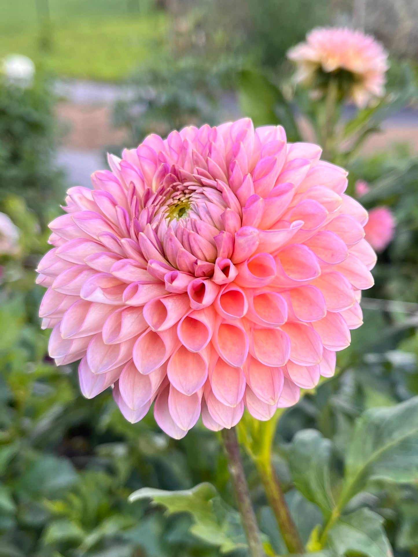 Westerton Pearl