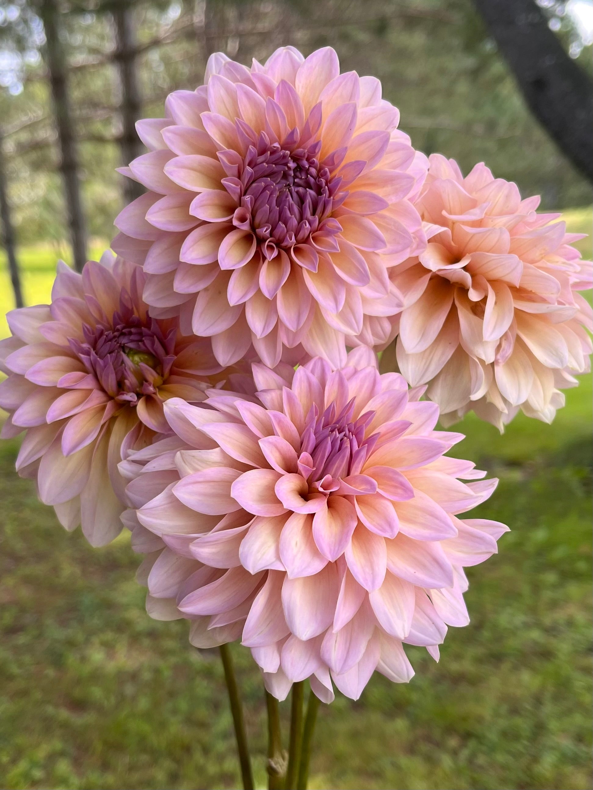 DL's The Special Rooted Cutting – Little Bug Gardens