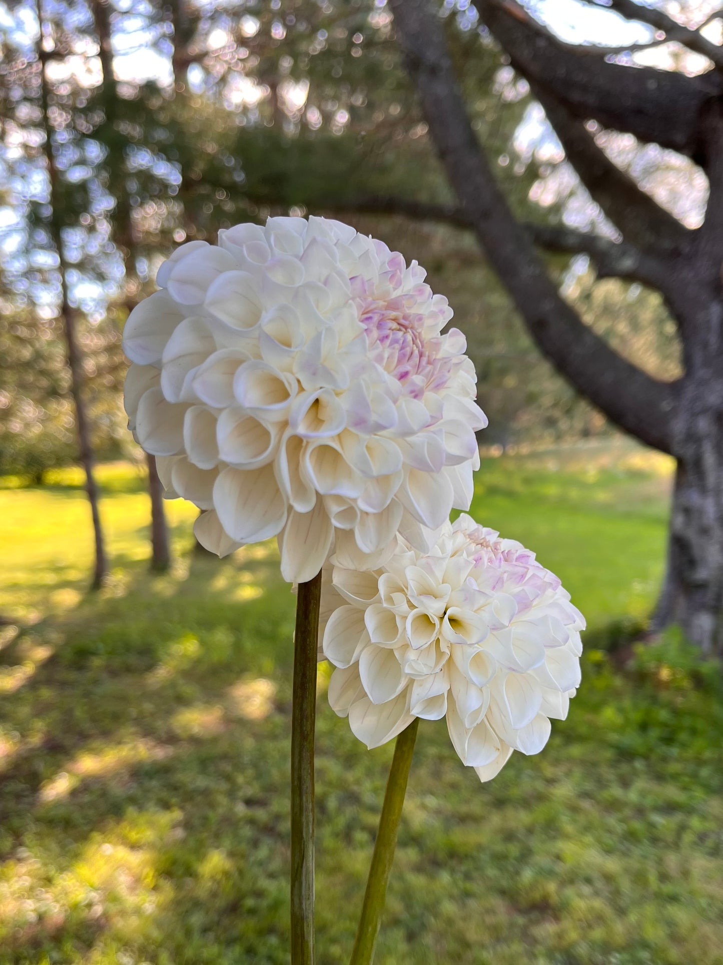Ferncliff Bride