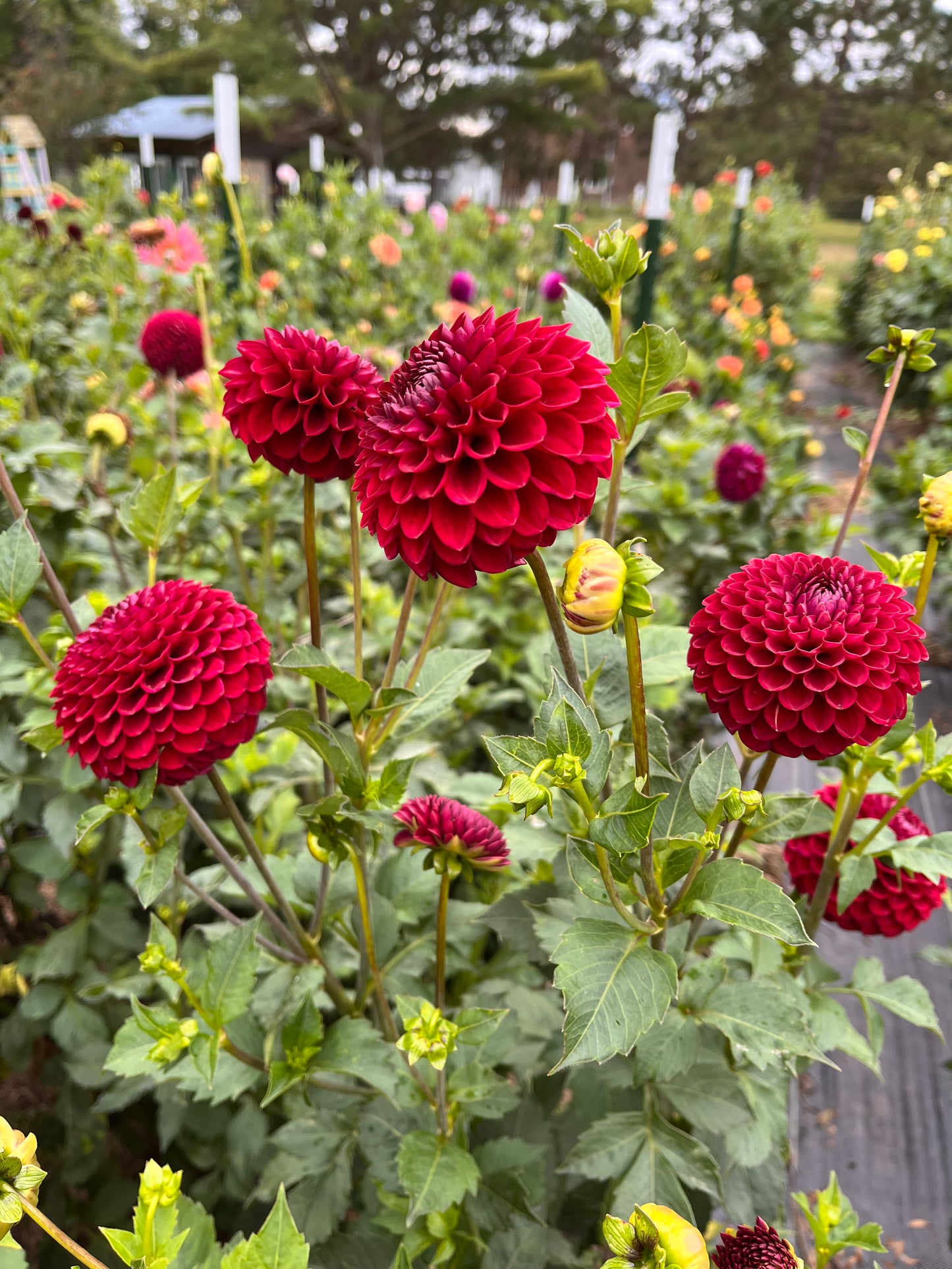 Blyton Red Ace