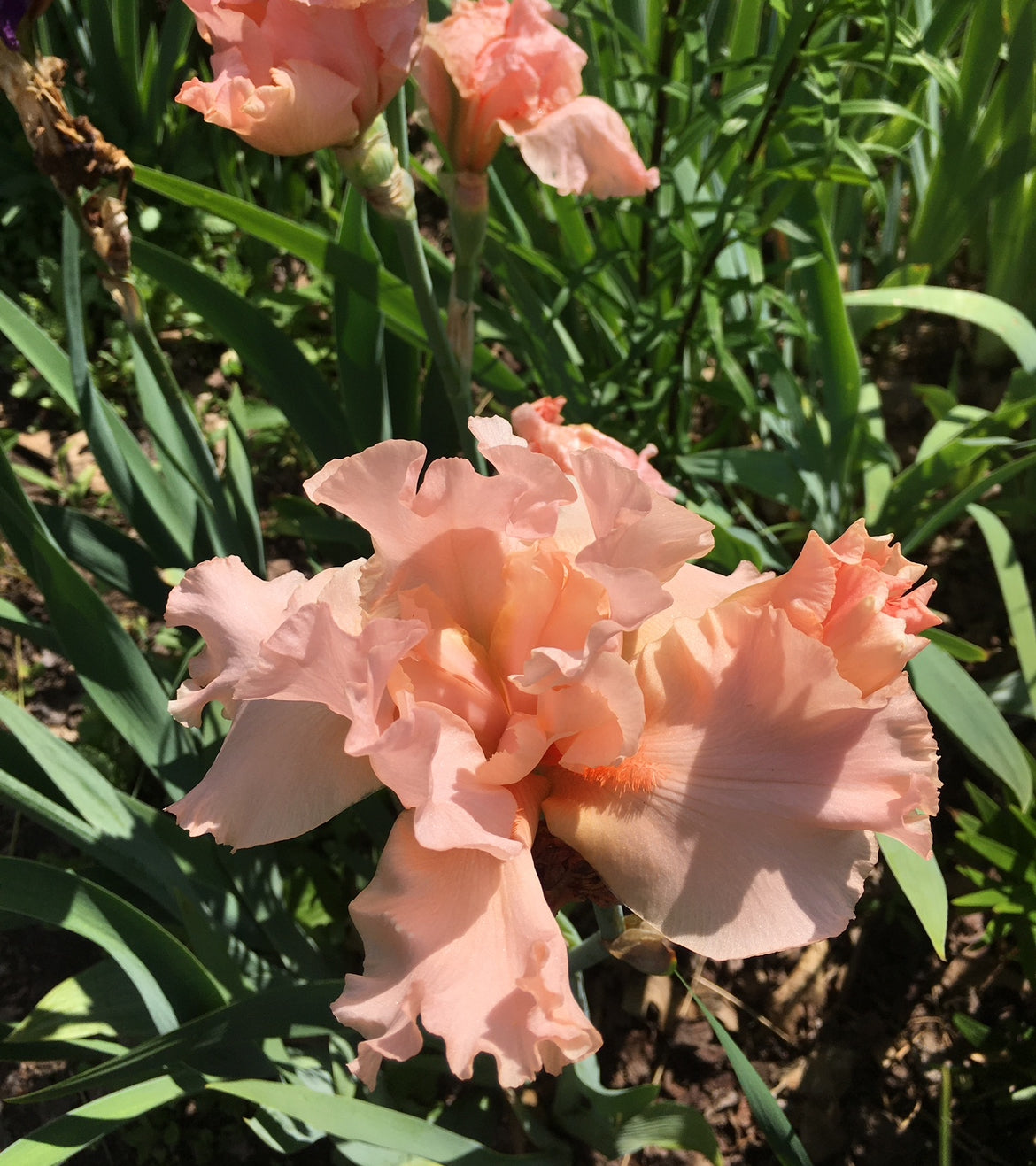 Tall Bearded Iris Rhizomes
