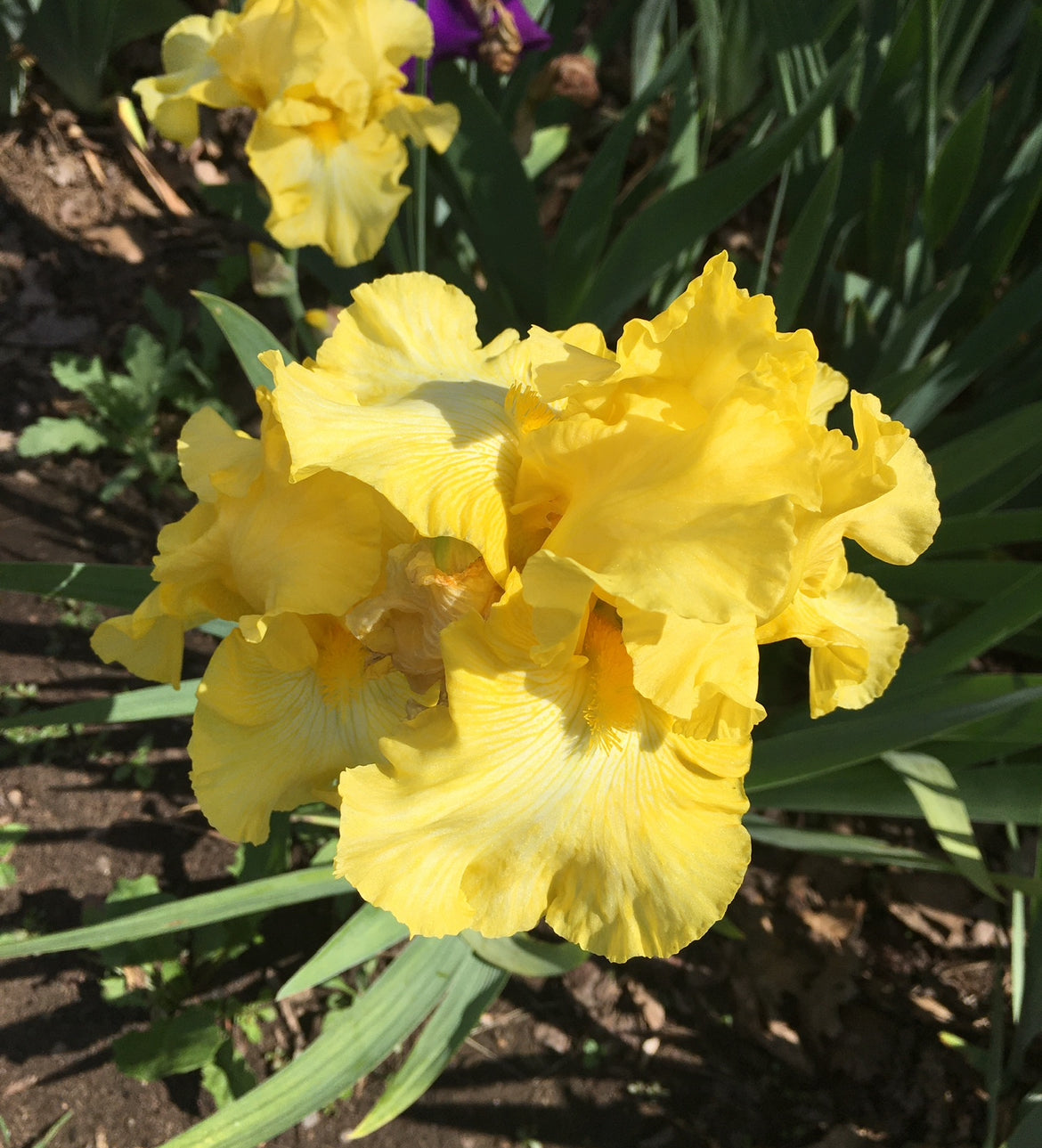 Tall Bearded Iris Rhizomes