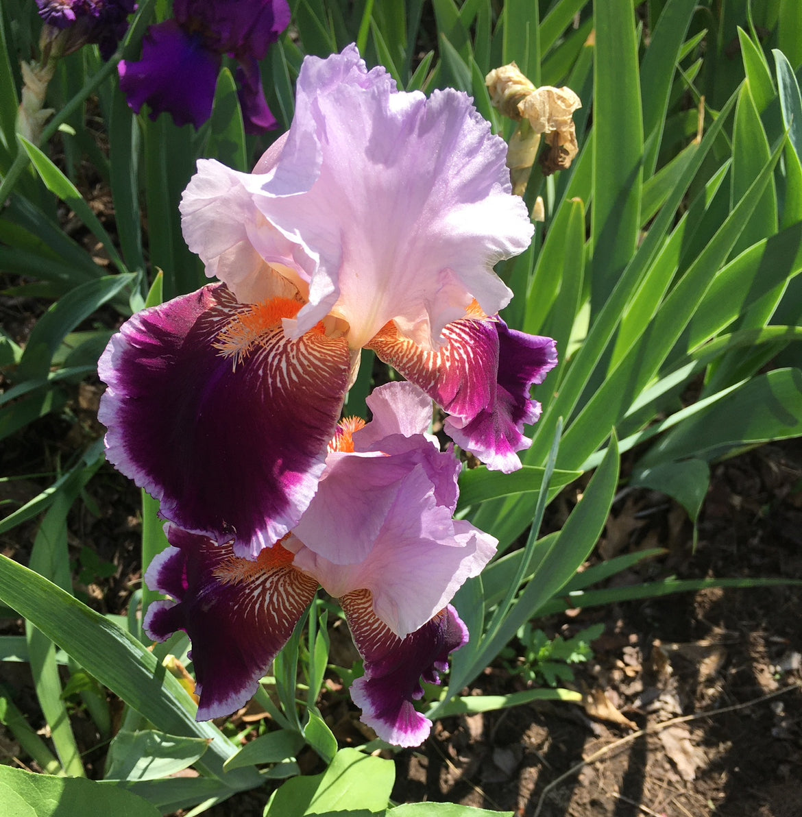 Tall Bearded Iris Rhizomes