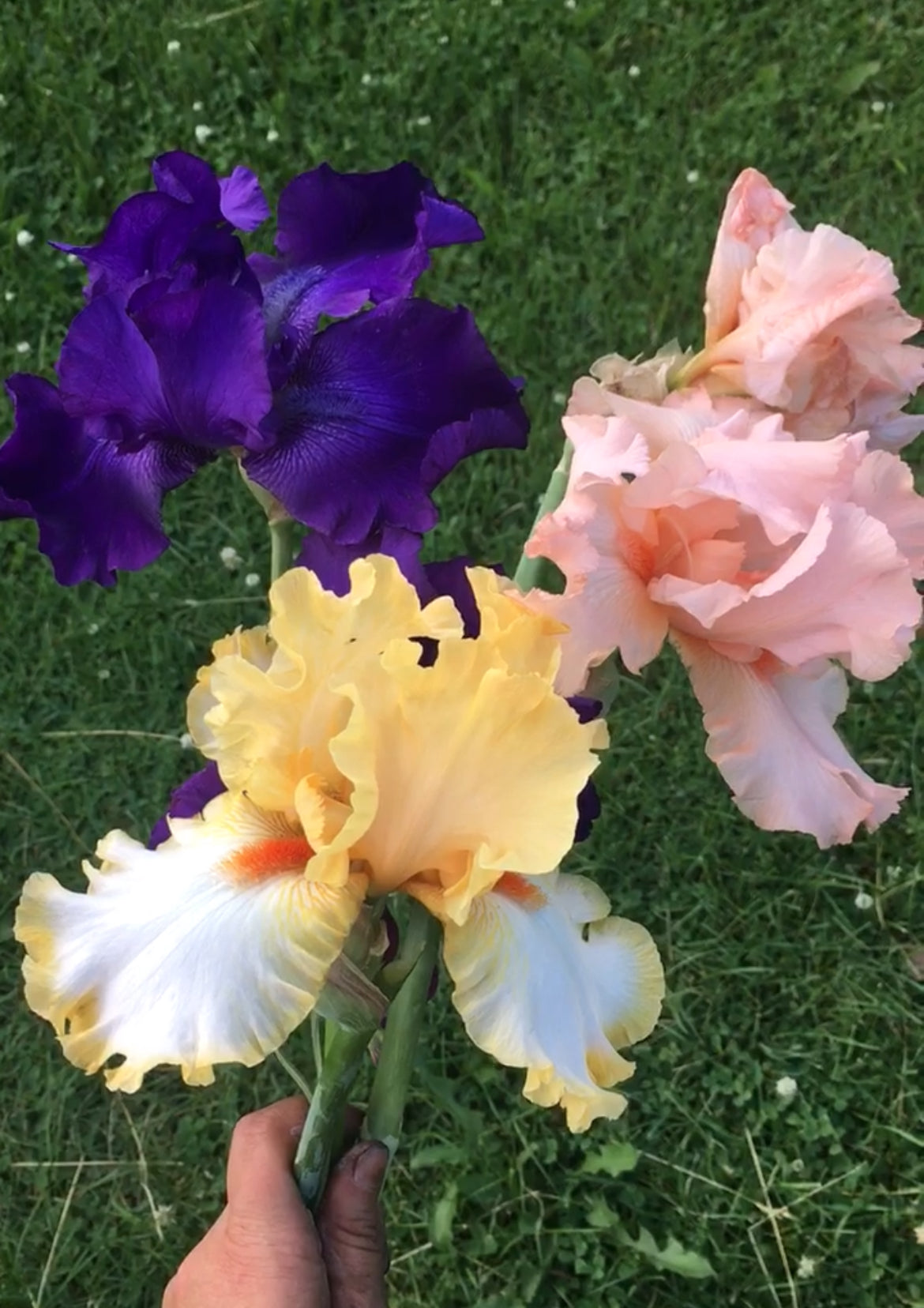 Tall Bearded Iris Rhizomes