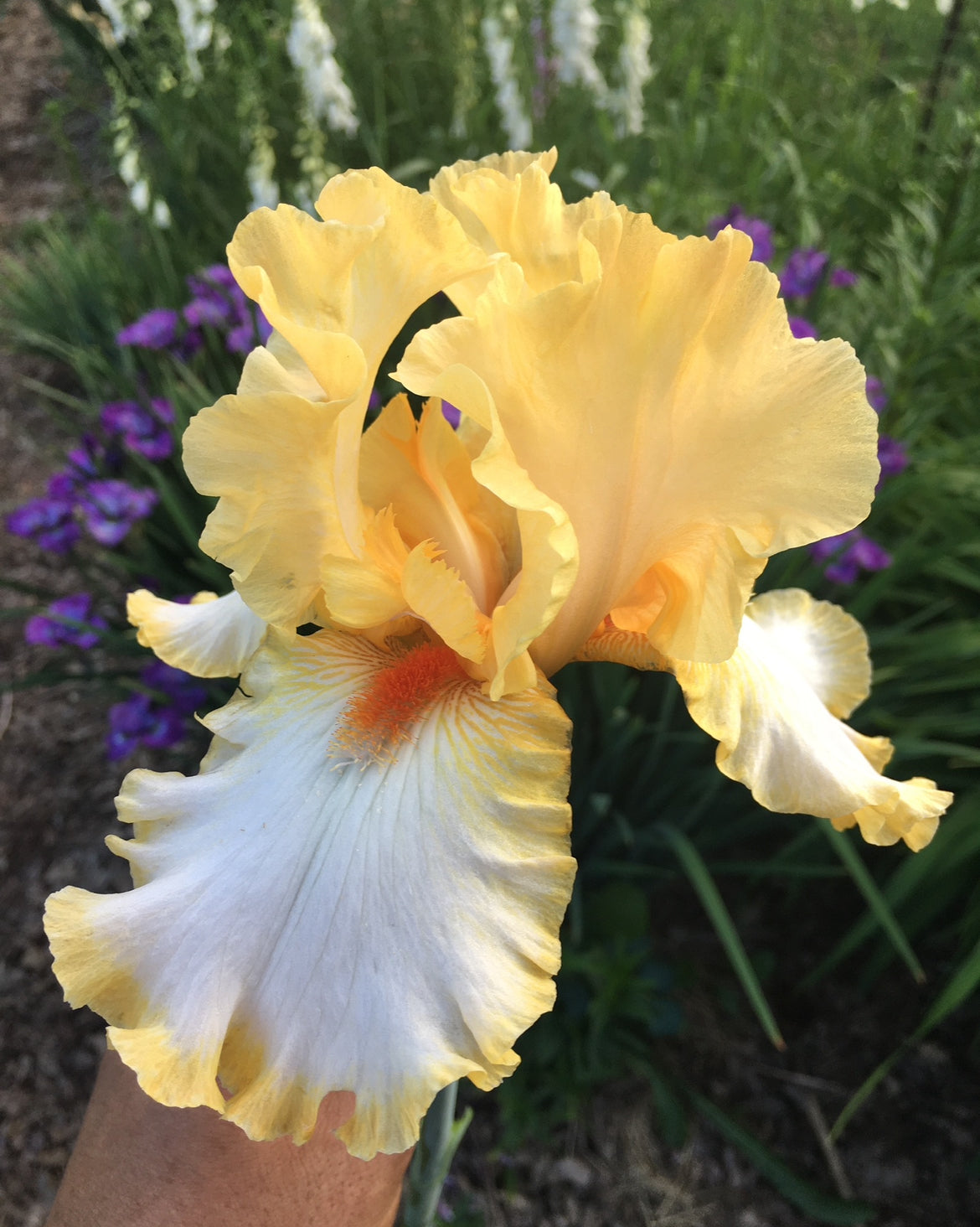 Tall Bearded Iris Rhizomes