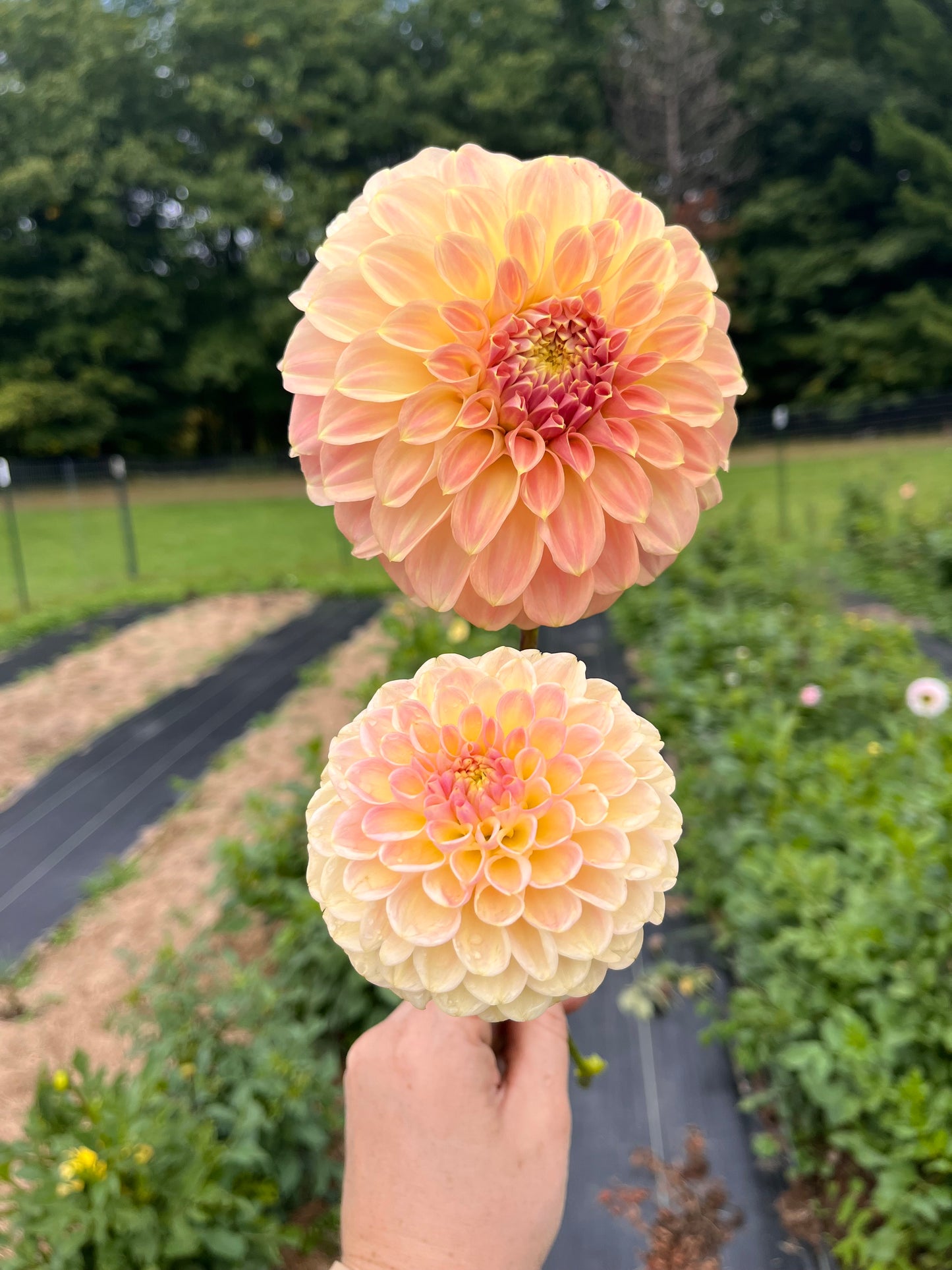 Coorabell Astrid Rooted Cutting