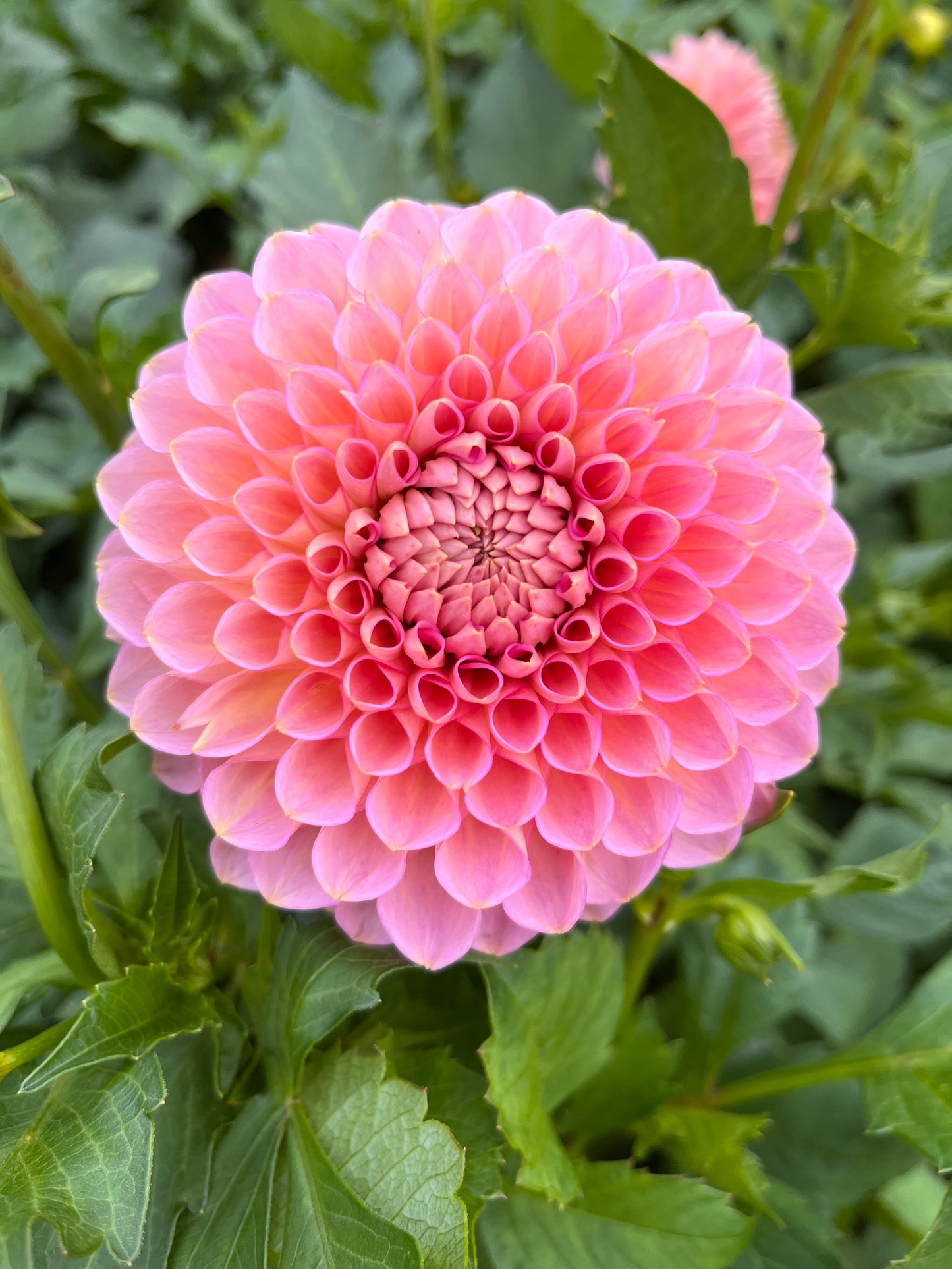 Westerton Pearl