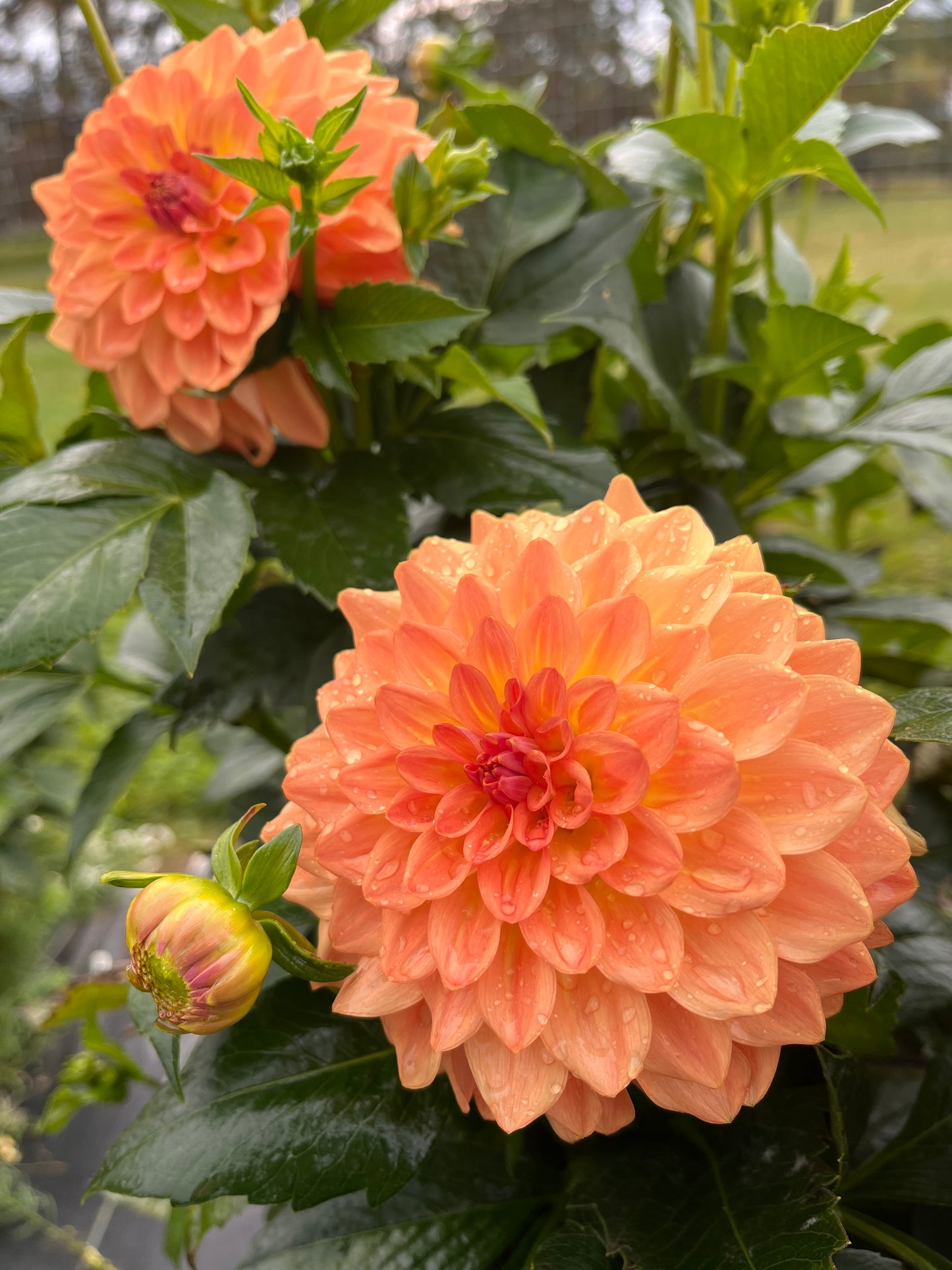 River’s Tangerine