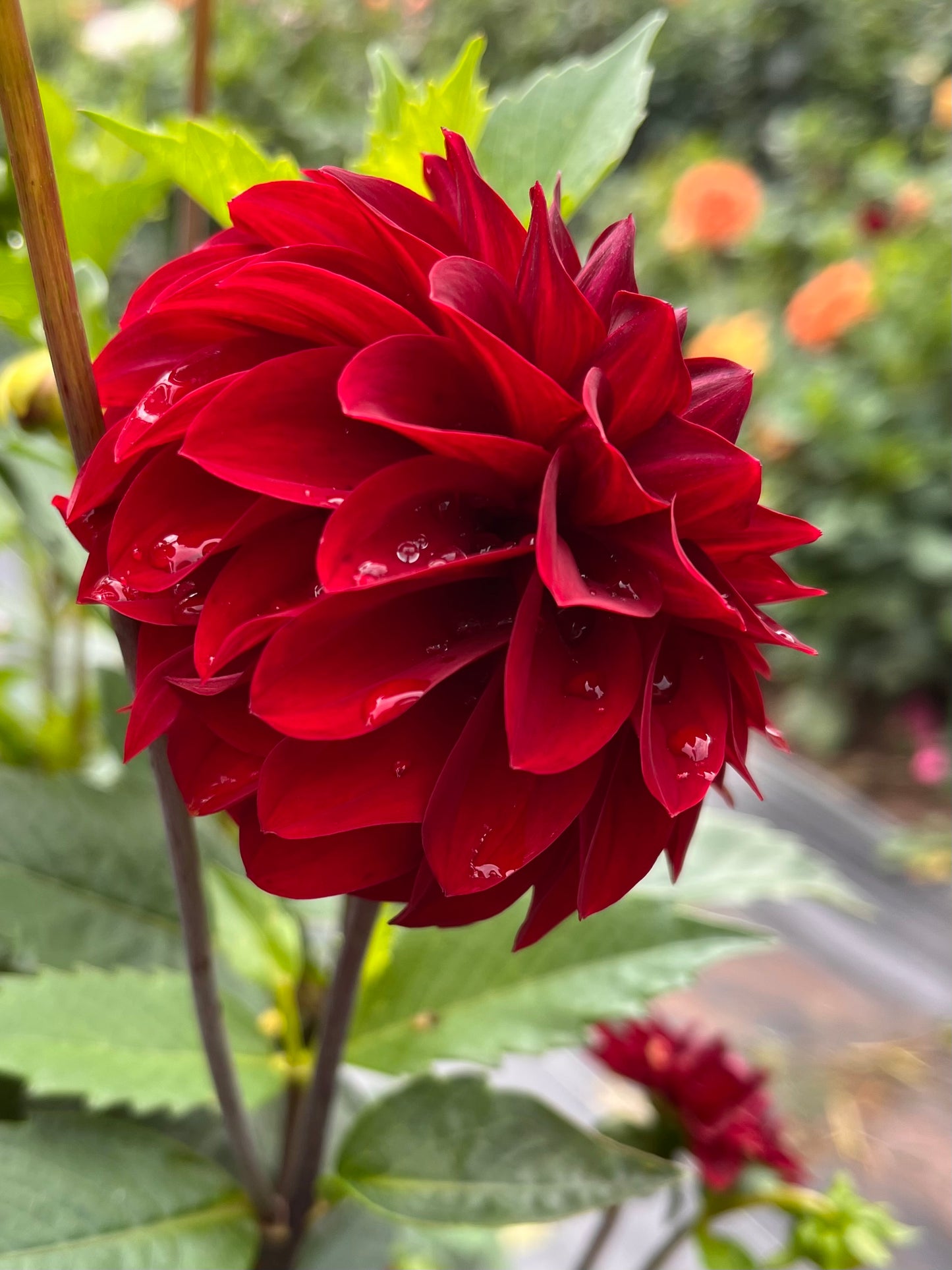River’s Ruby