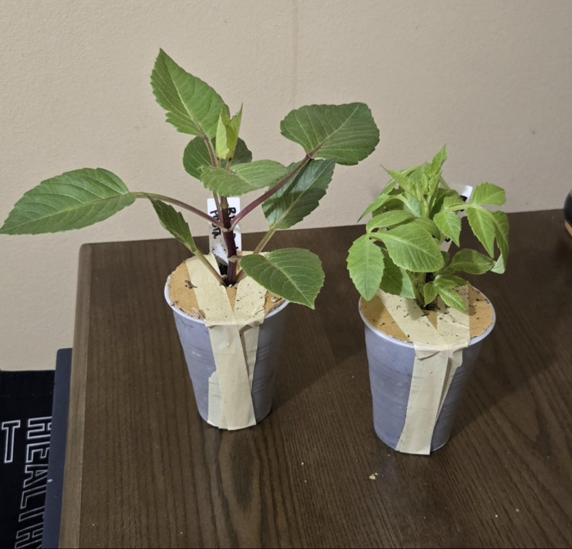 Levi’s Bubblegum Rooted Cutting