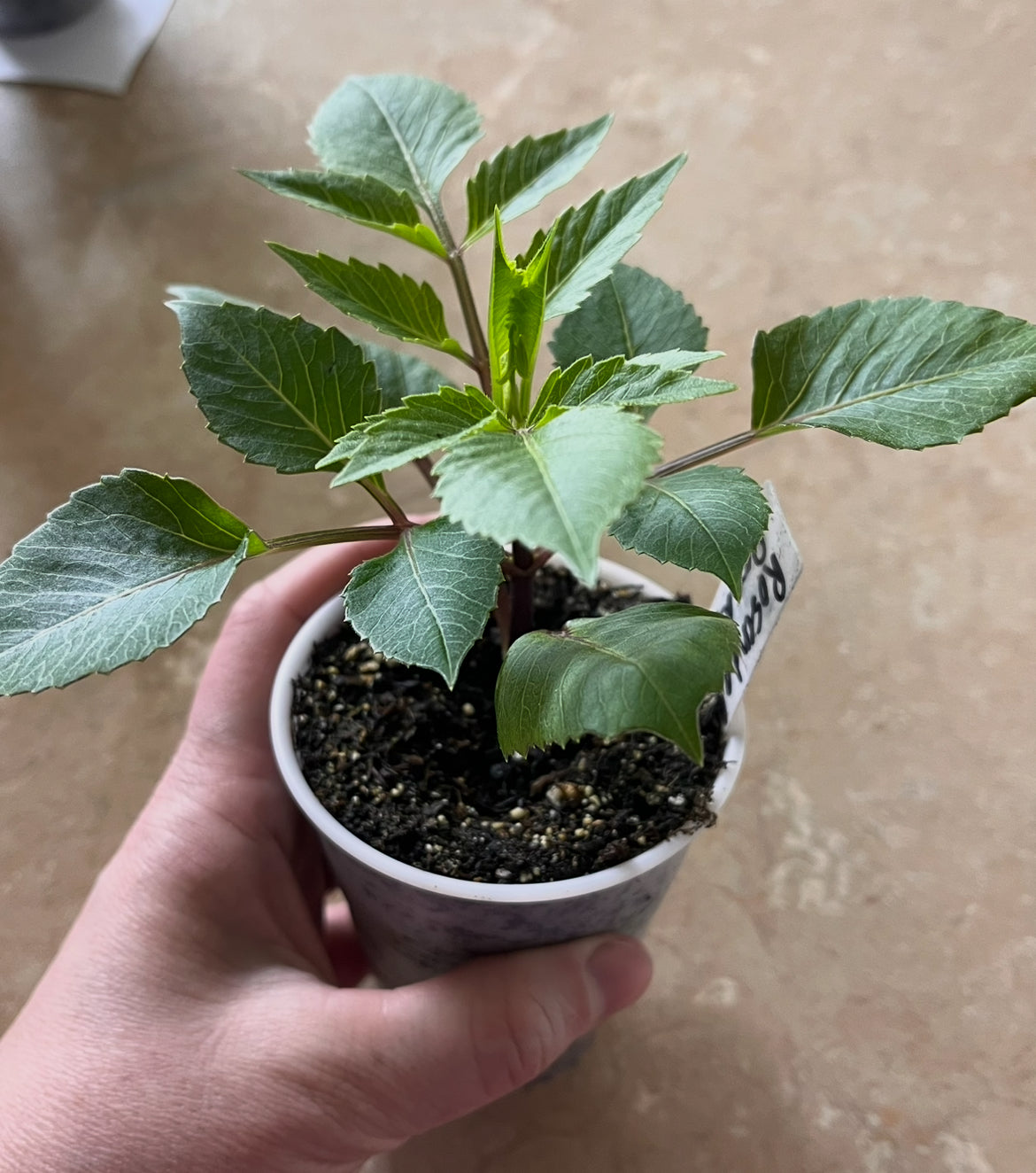 Misfit Kaleidoscope Rooted Cutting