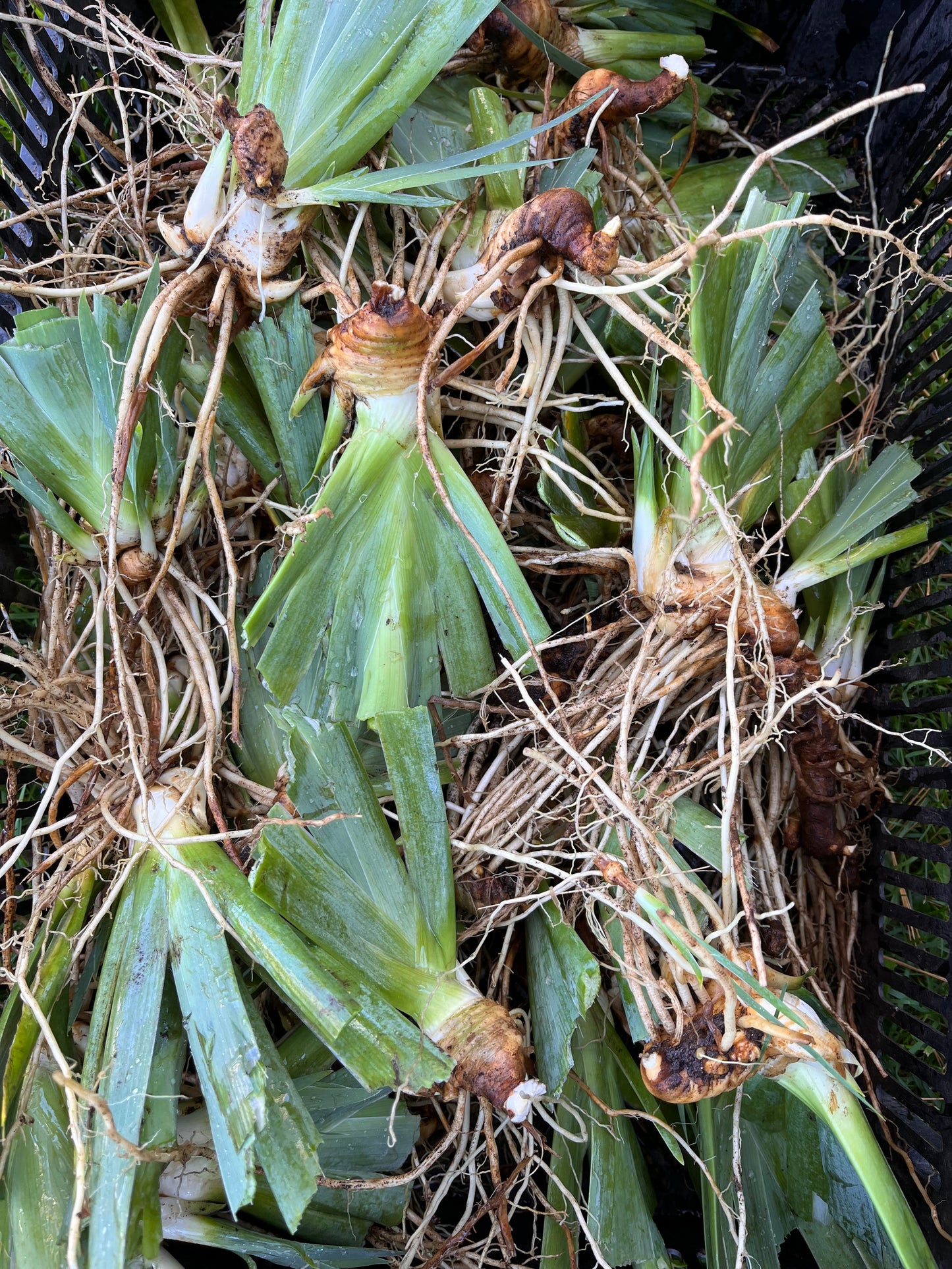 Tall Bearded Iris Rhizomes