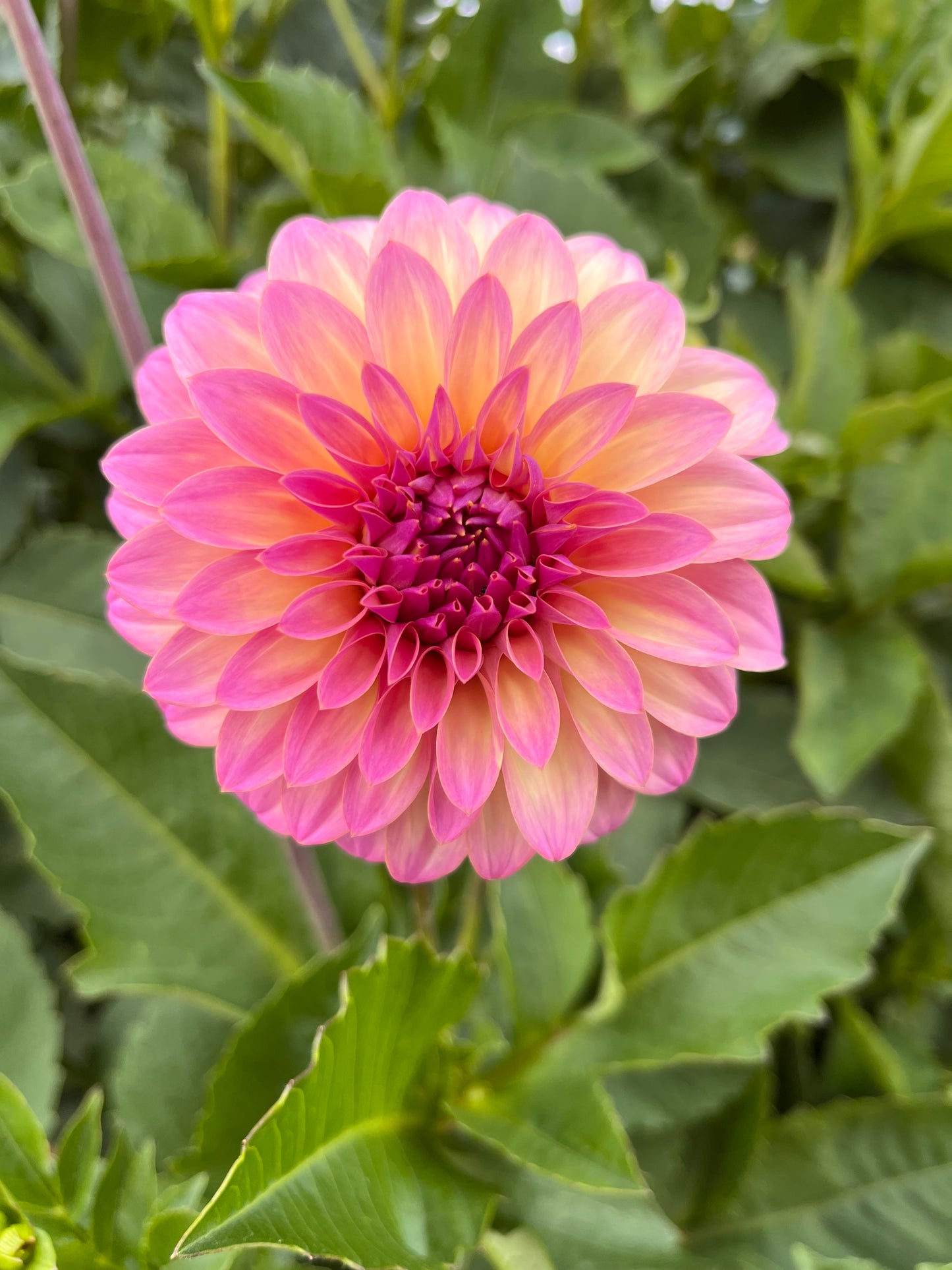 Bloomquist Fredene