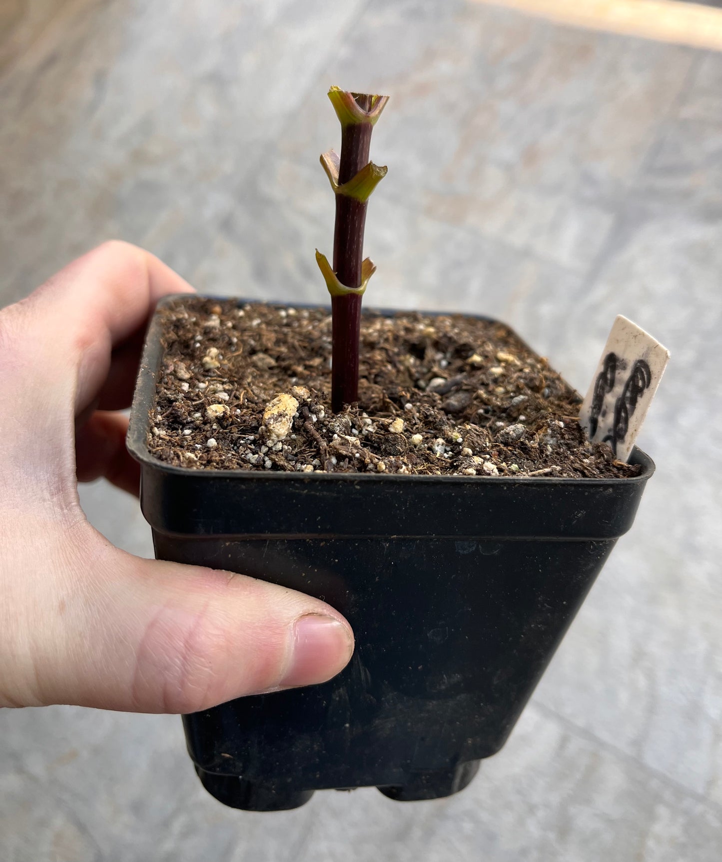 L. Hazy DEFOLIATED Rooted Cutting