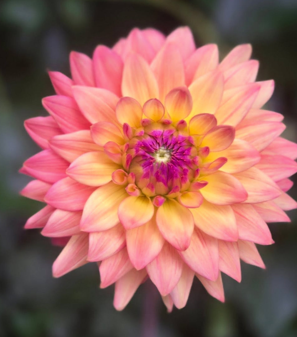 Florelie Seastar