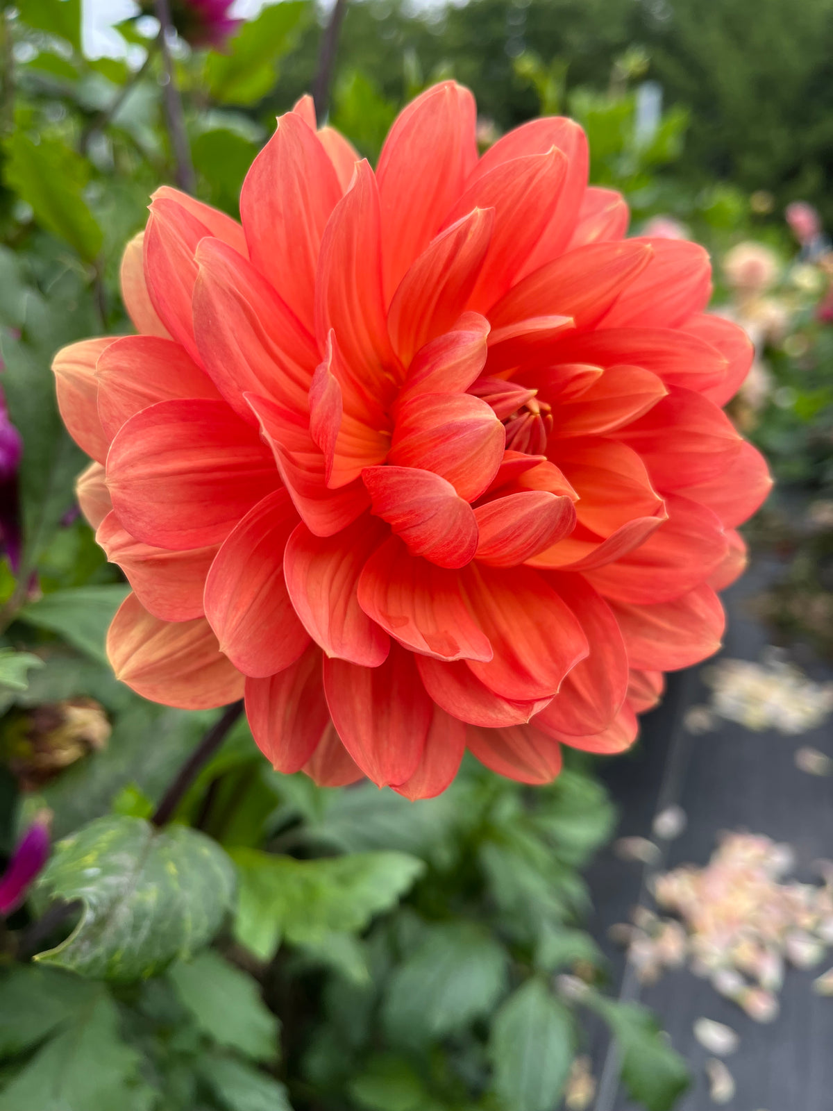 Hollyhill Calypso