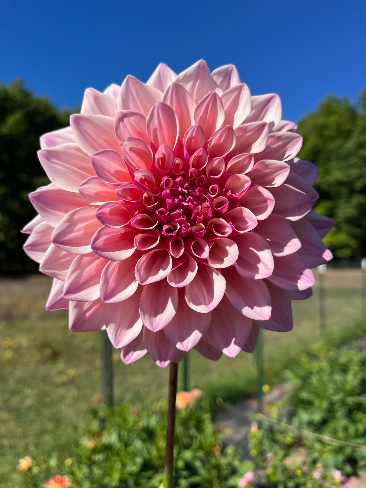 Florelie Antique