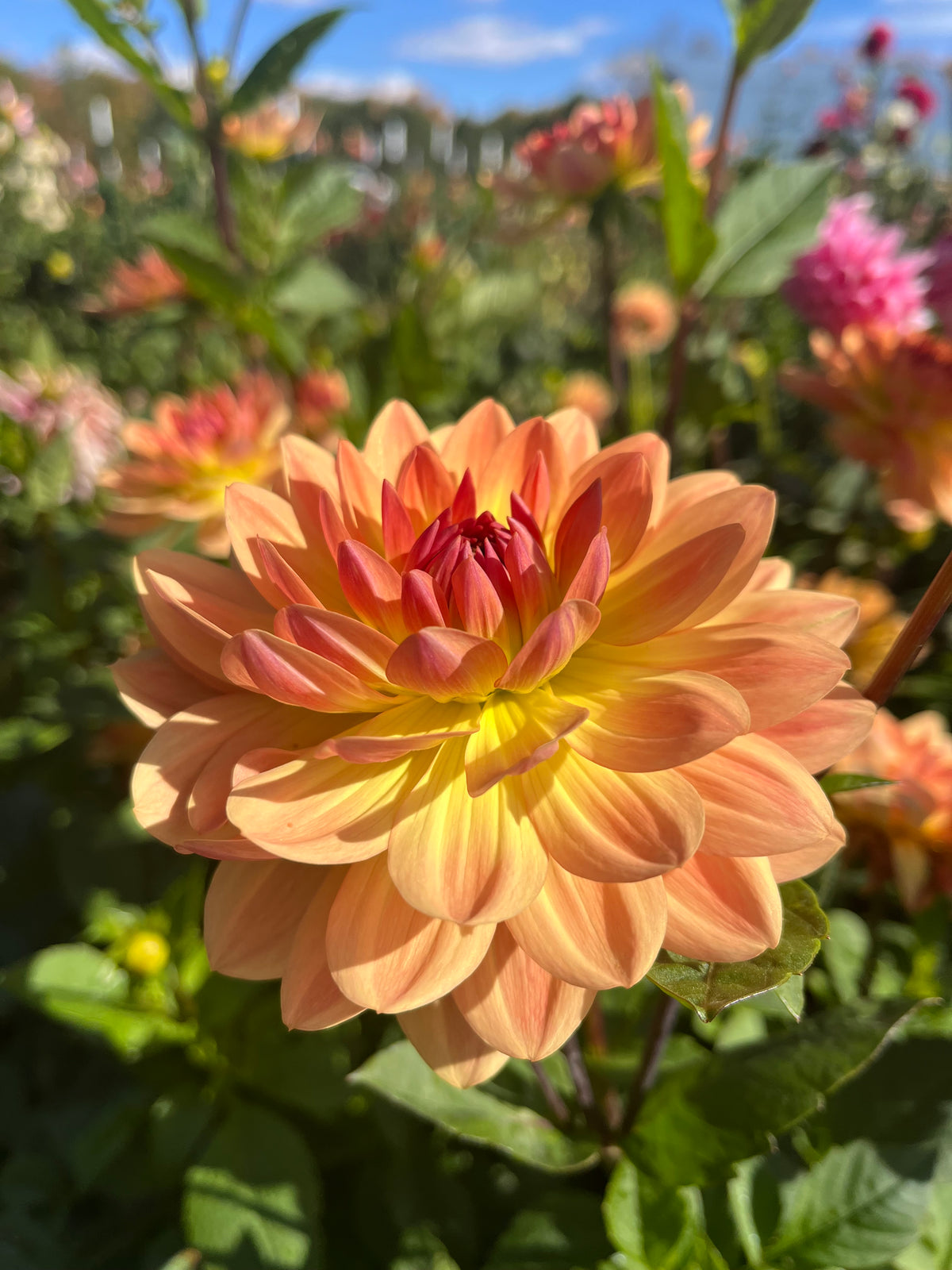 Molly’s Orange You Glad