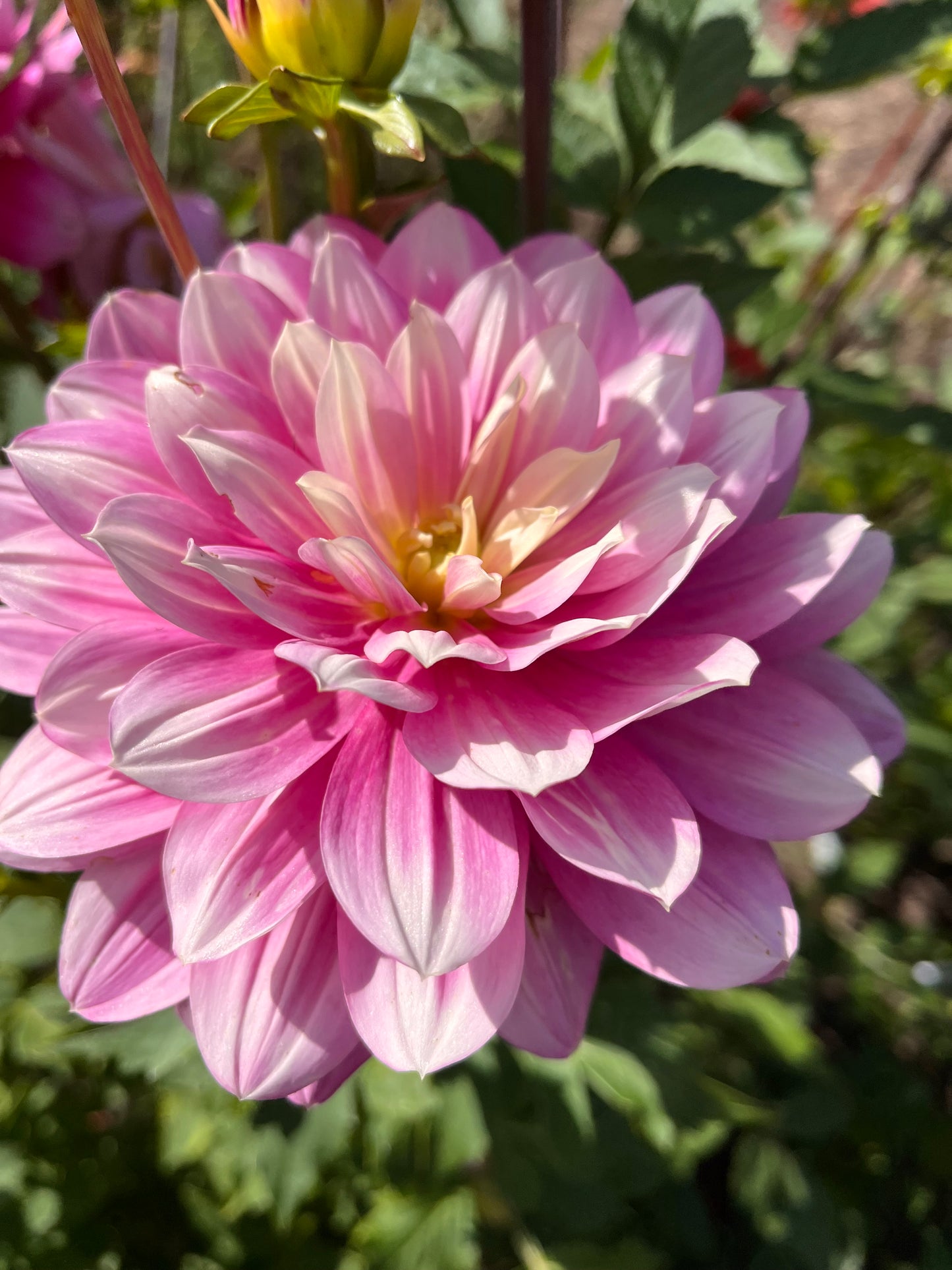 Hollyhill Pink Martini