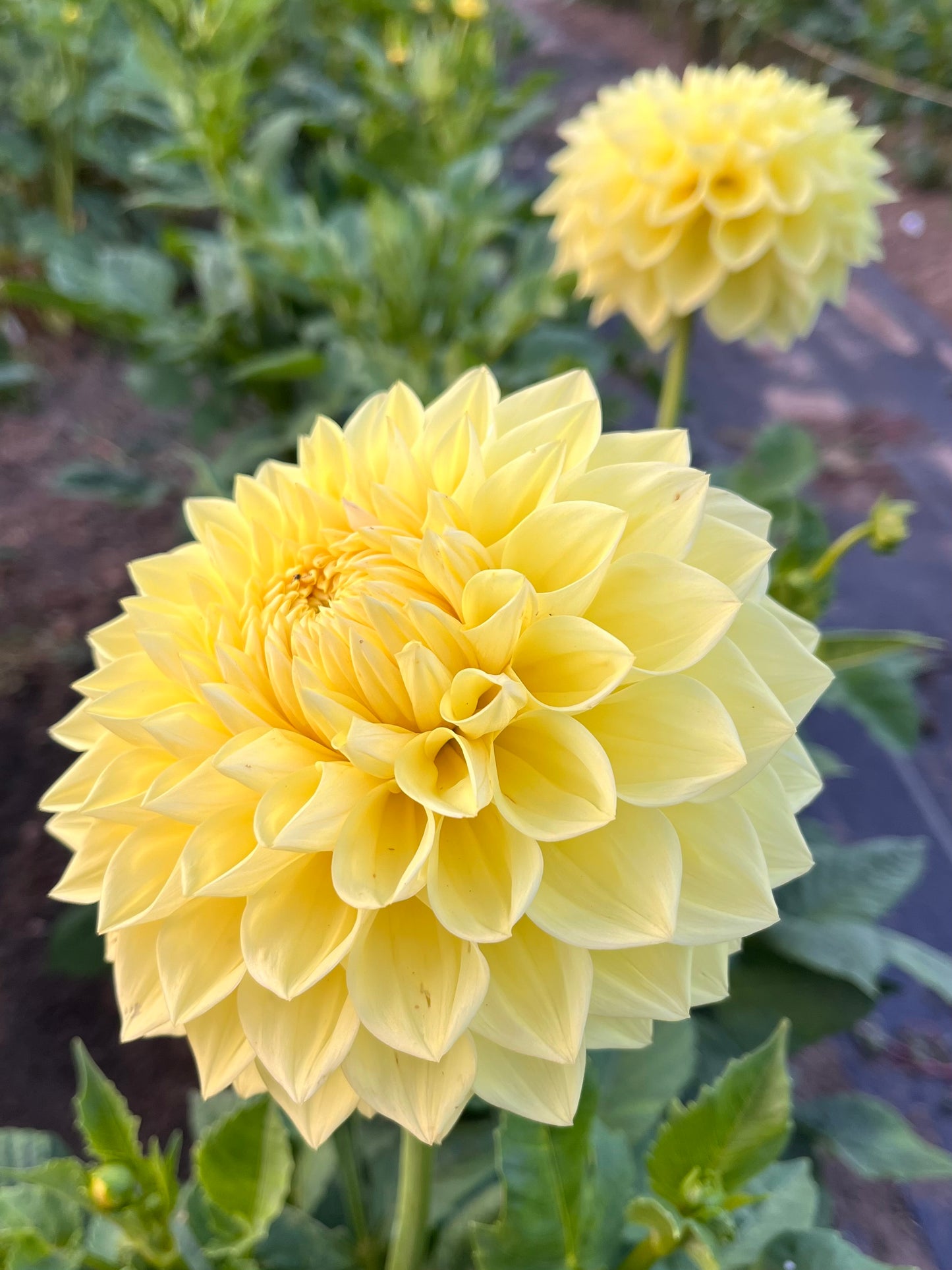 Barbarry Carolina Moon