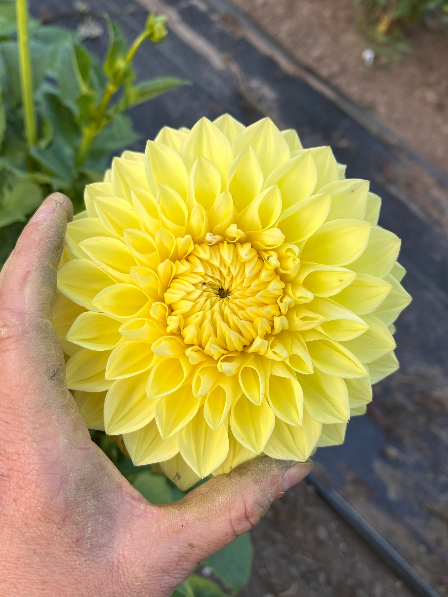 Barbarry Carolina Moon