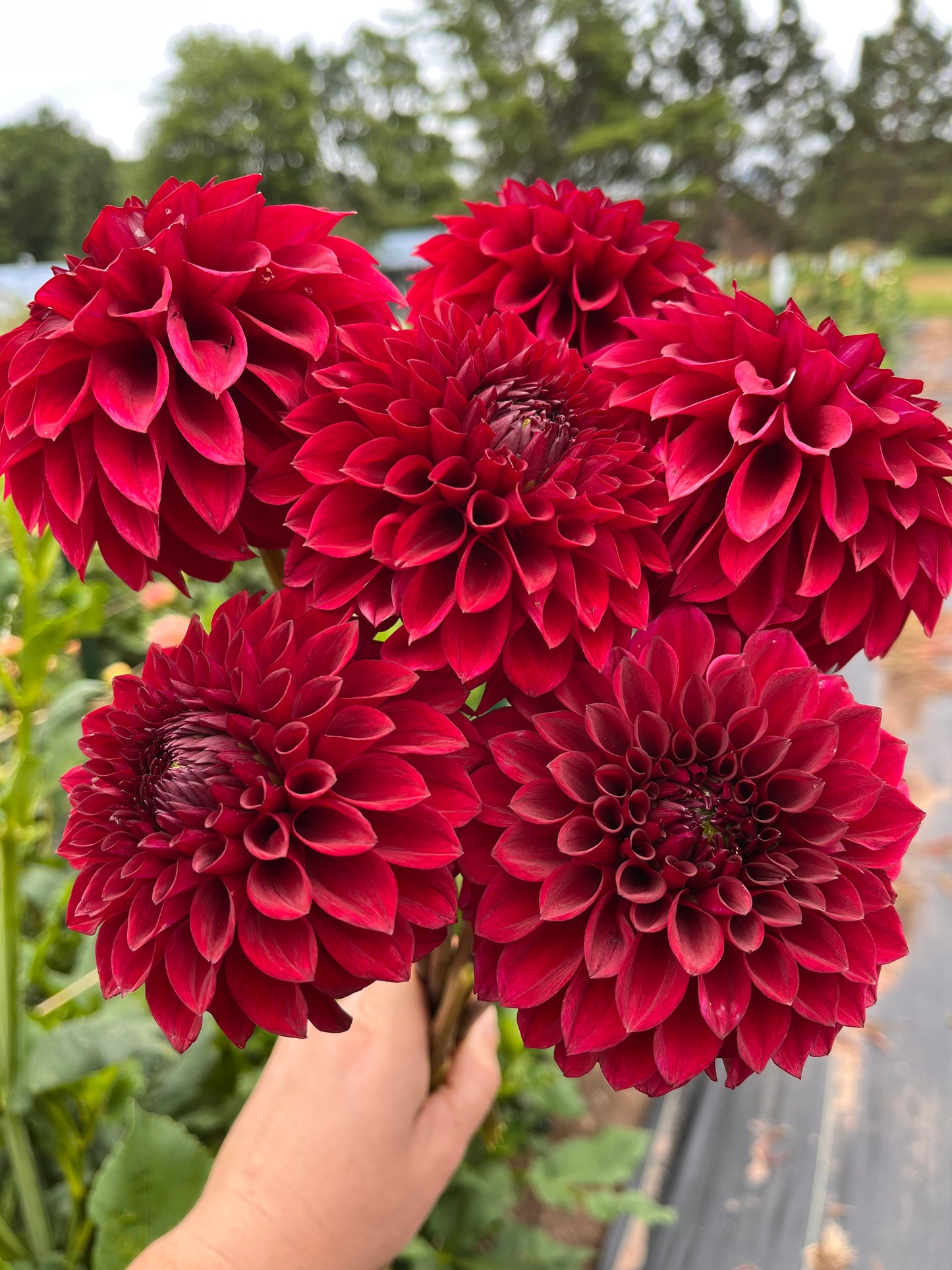 Carstone Ruby