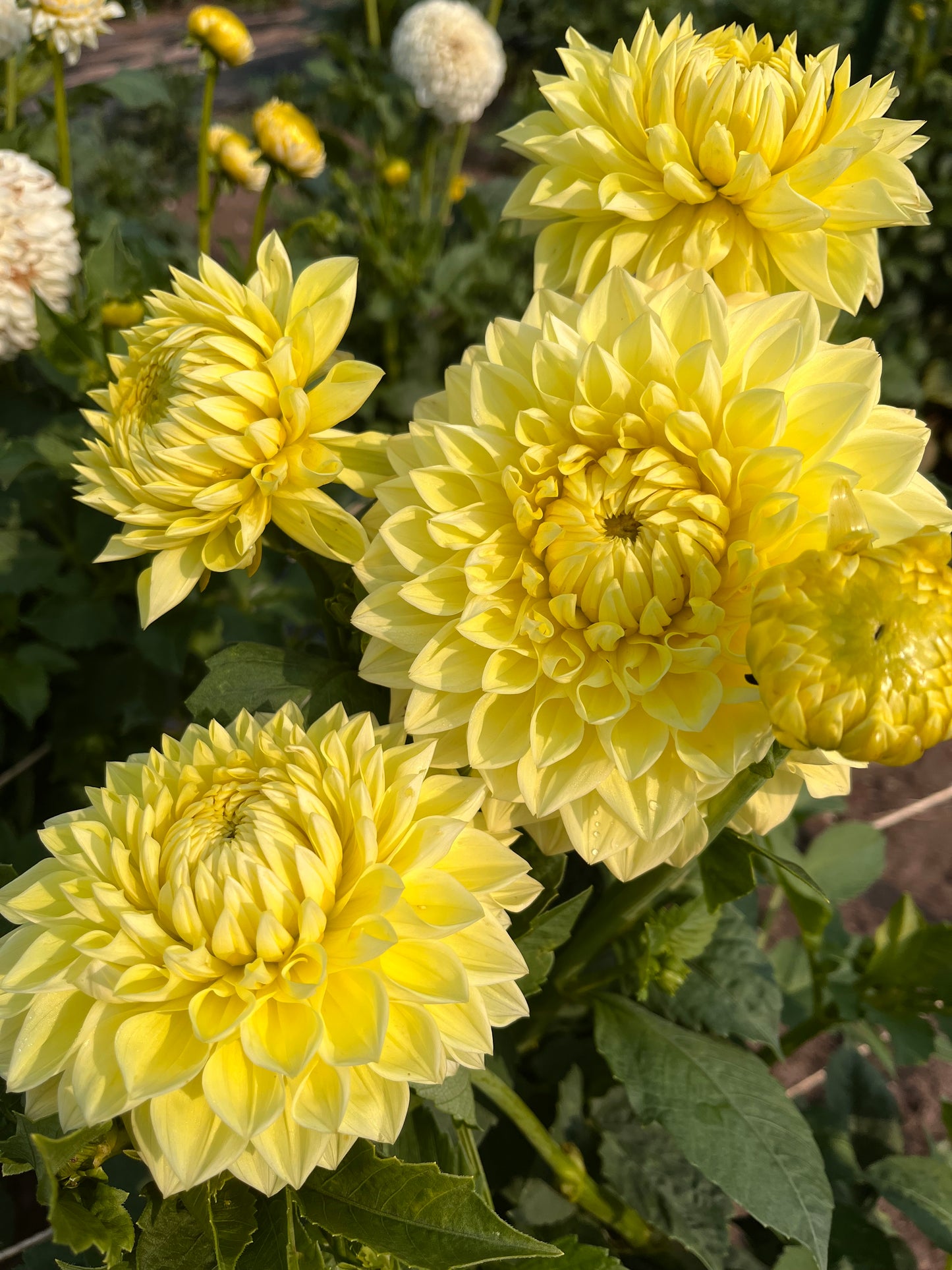 Barbarry Carolina Moon