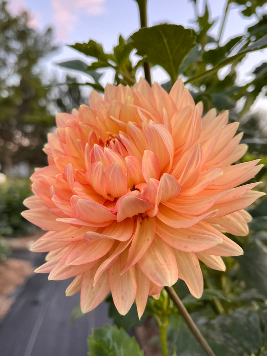 L. Hazy Rooted Cutting