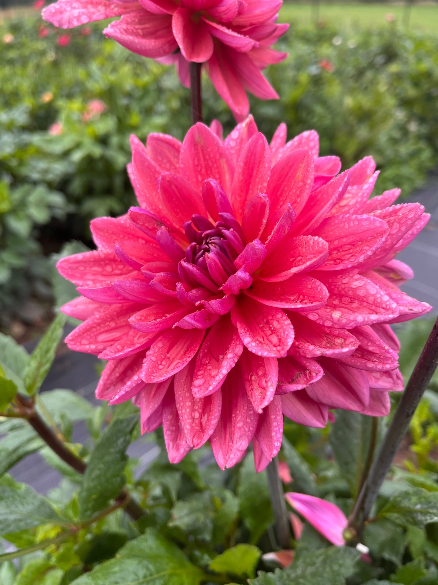 Dutch Pearl
