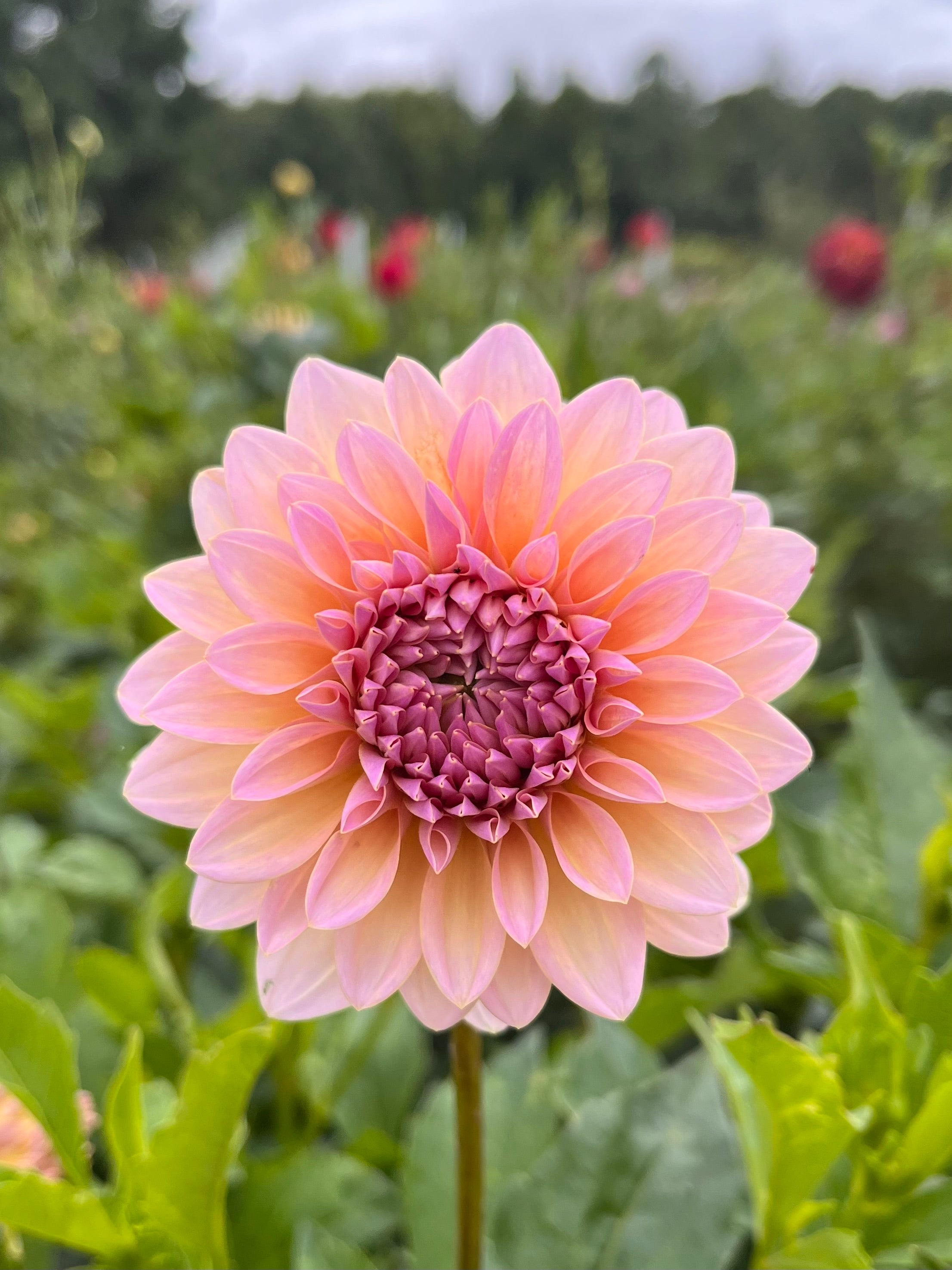 DL's The Special Rooted Cutting – Little Bug Gardens