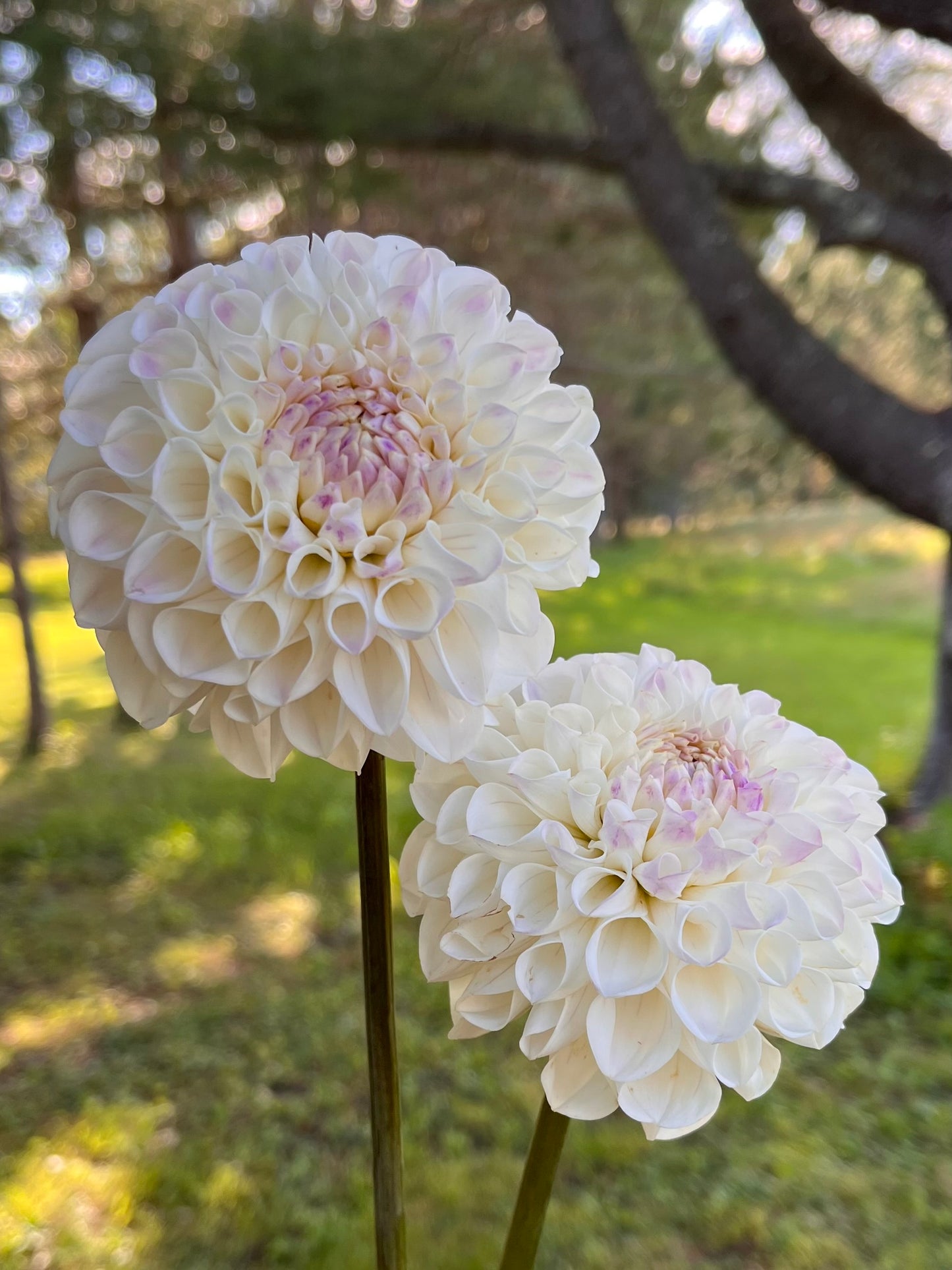 Ferncliff Bride