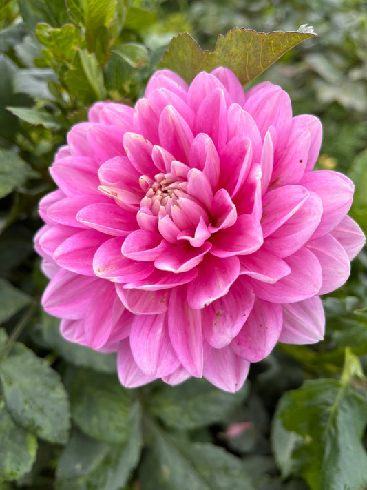 Hollyhill Pink Parfait