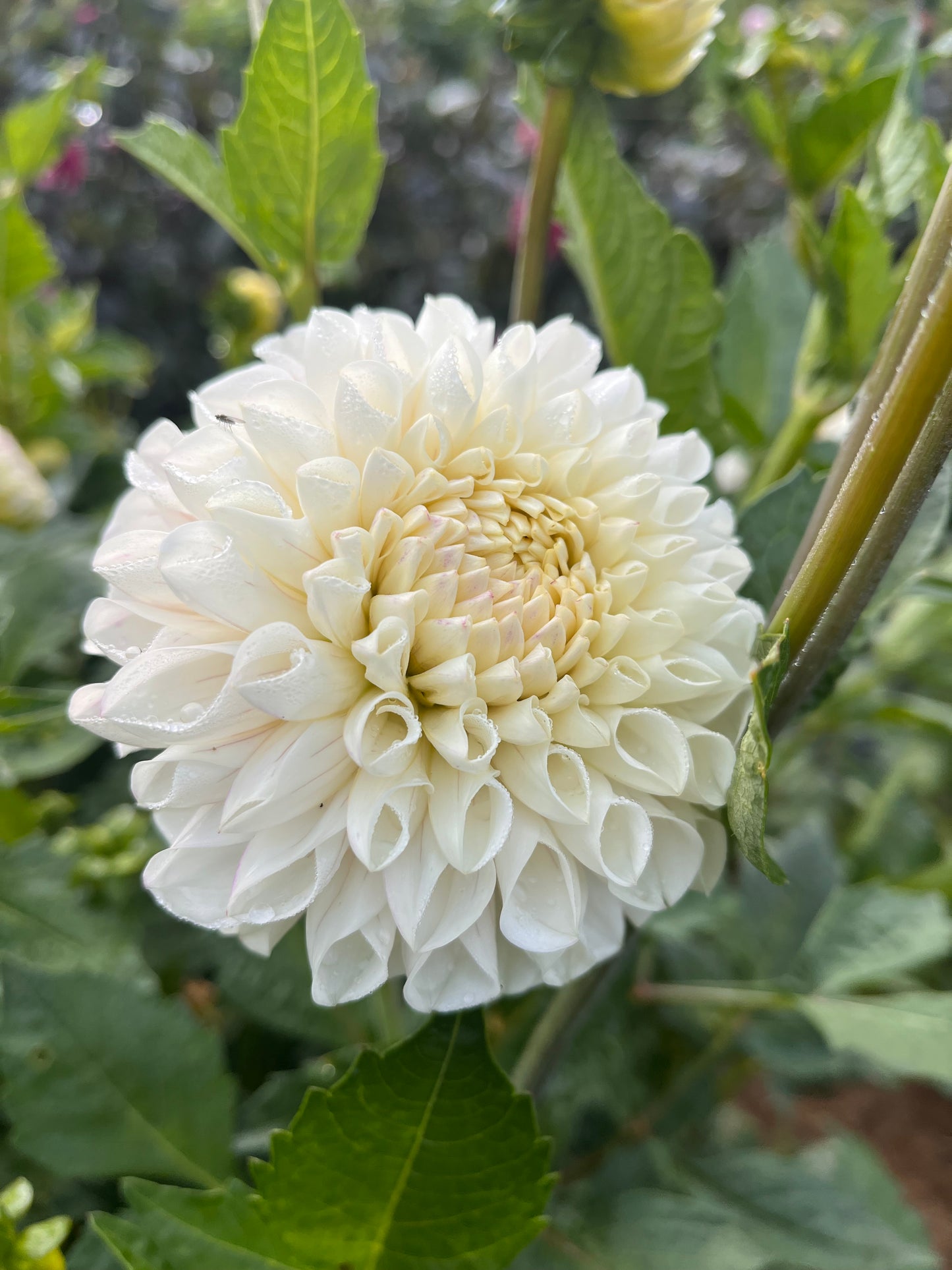 Ferncliff Bride