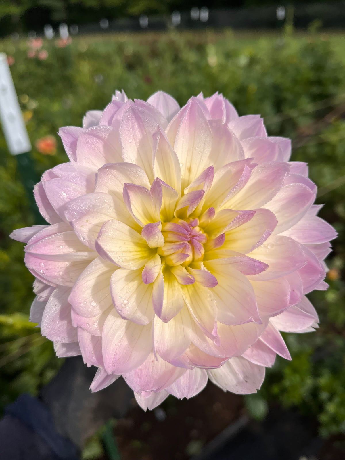 Hollyhill Lilibet
