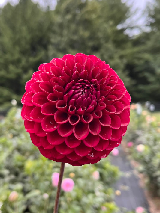 Blyton Red Ace