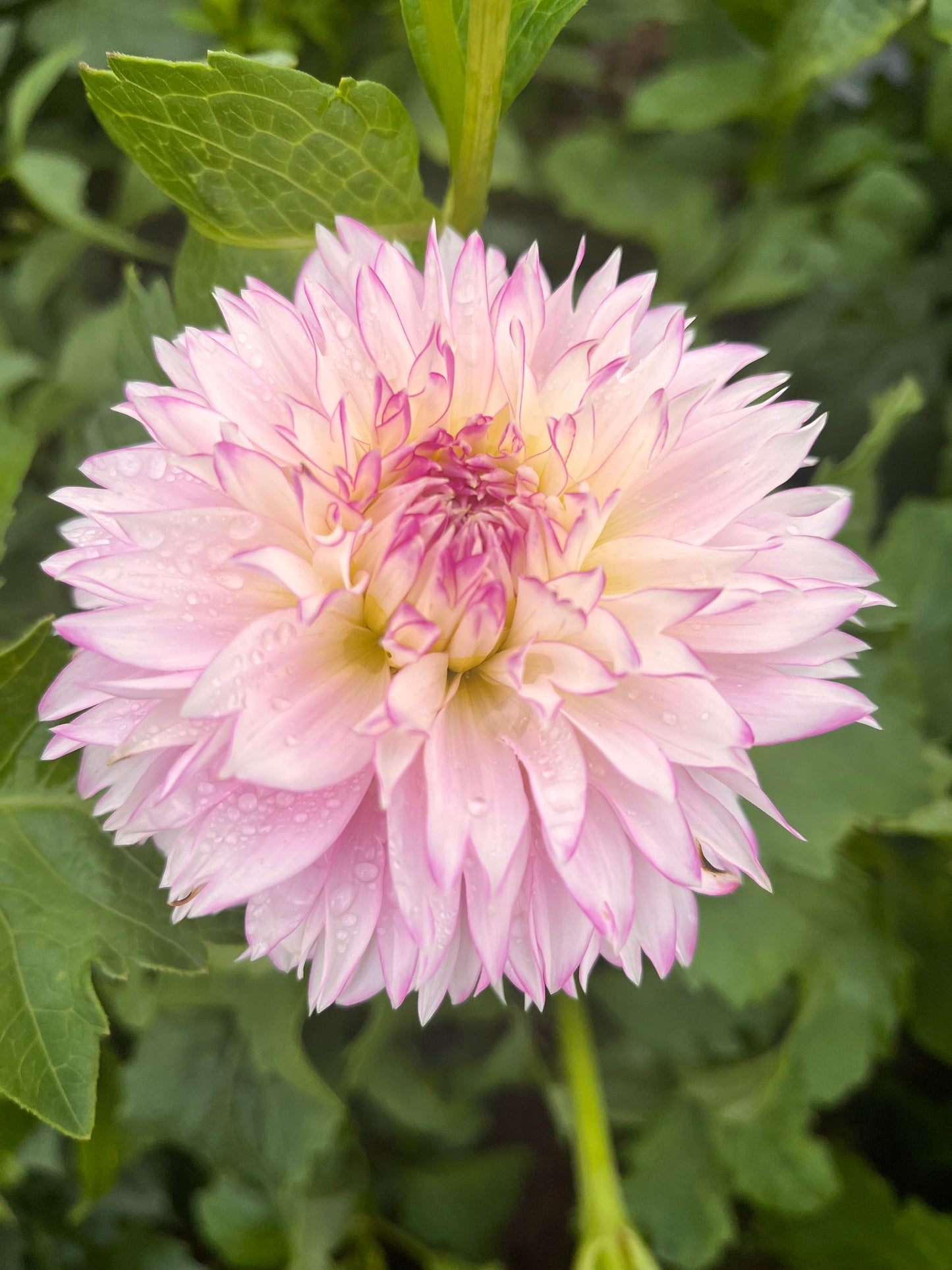 Hollyhill Pinkie
