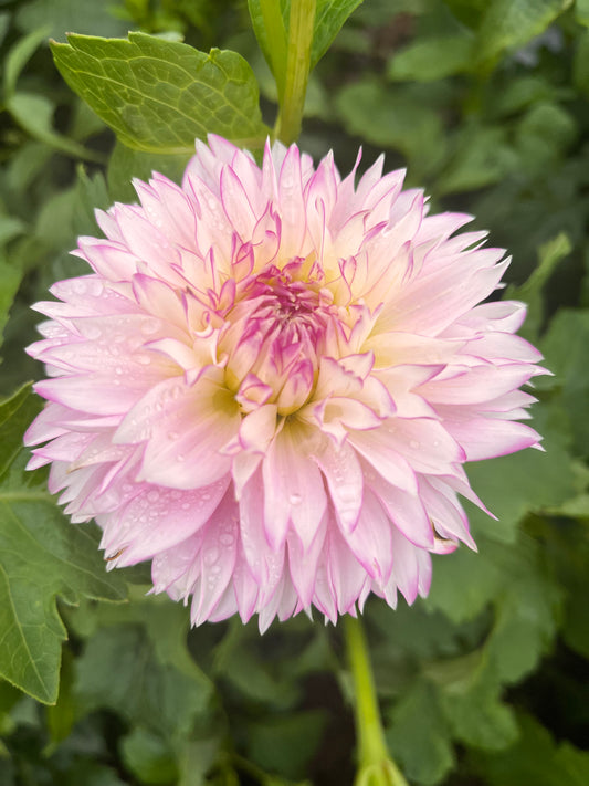 Hollyhill Pinkie