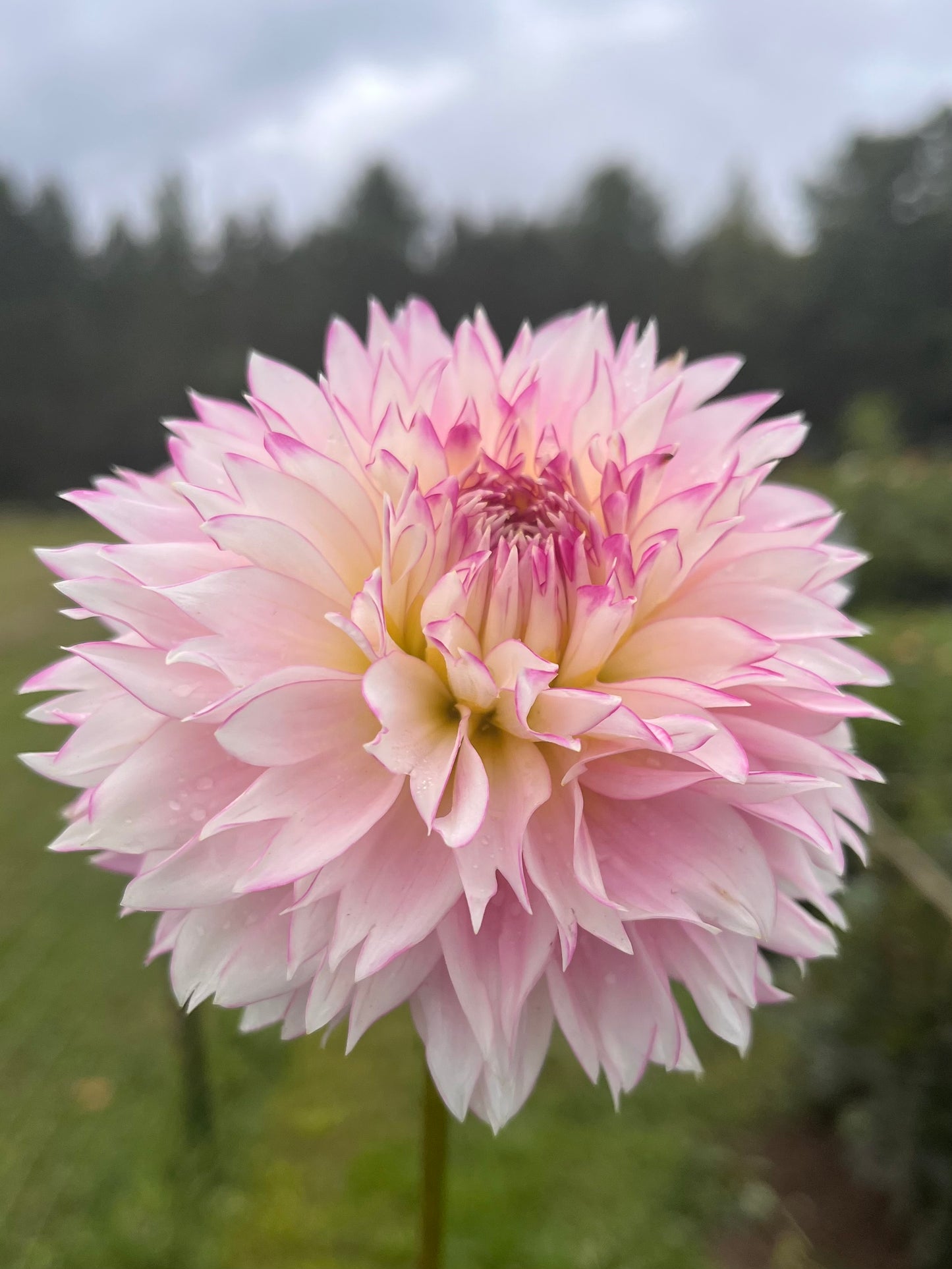 Hollyhill Pinkie