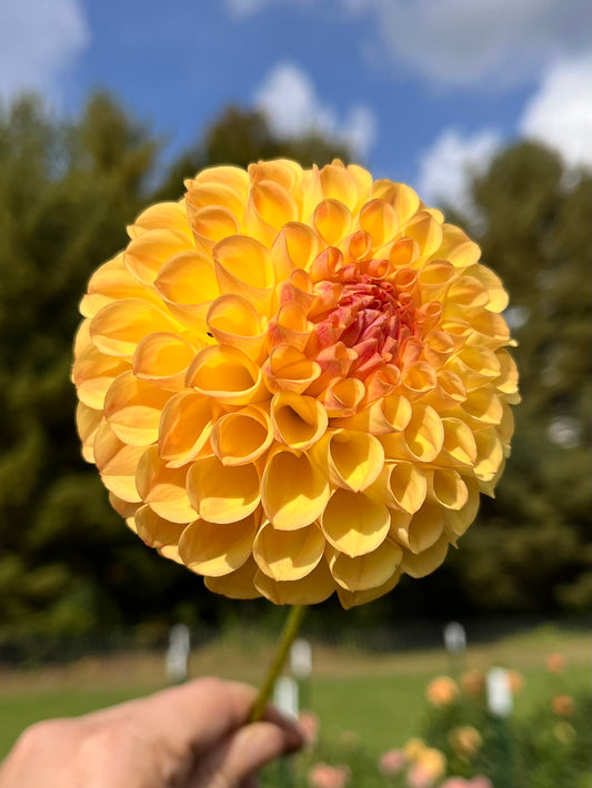 Suncrest