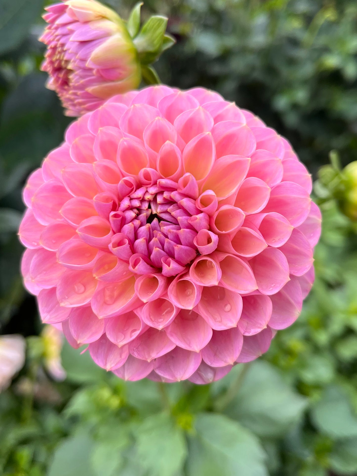 Hamari Rose