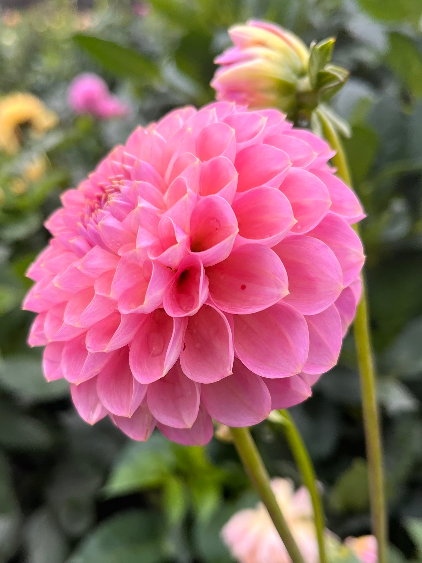 Hamari Rose