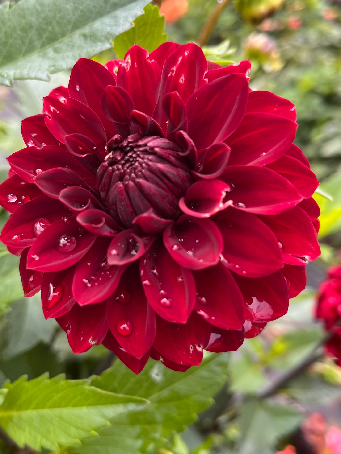 River’s Ruby