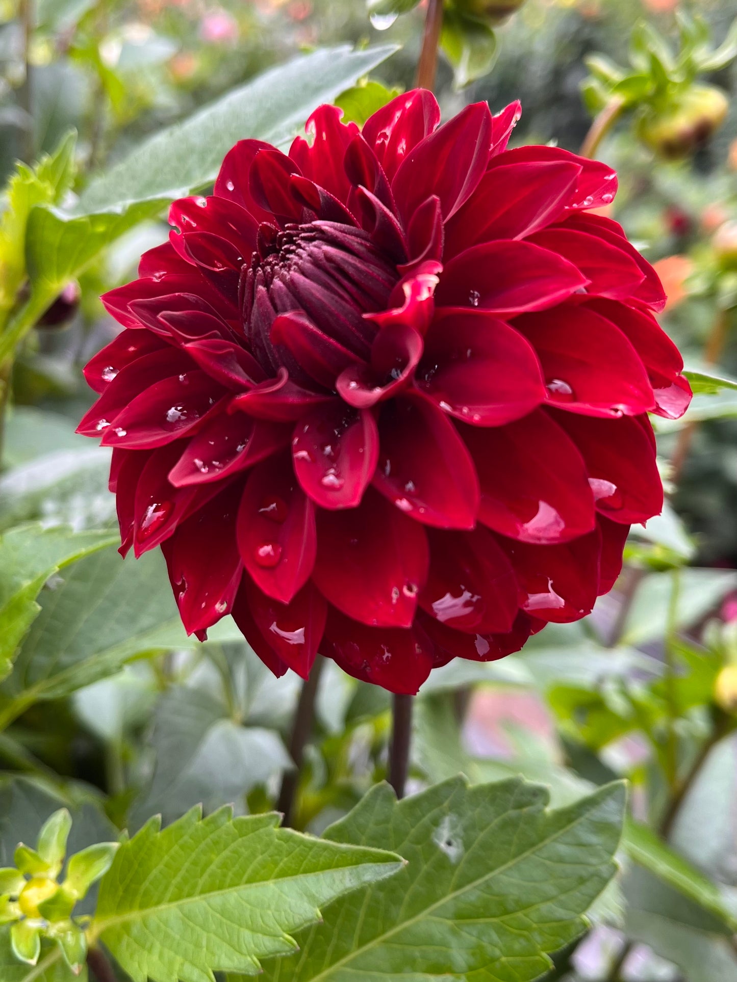 River’s Ruby