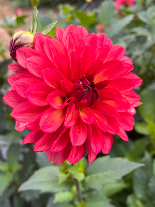 Bloomquist Footloose