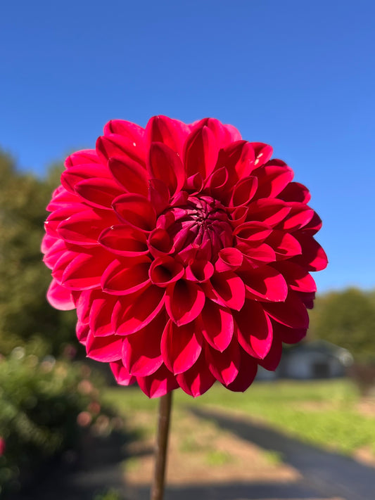 Barbarry Triumph
